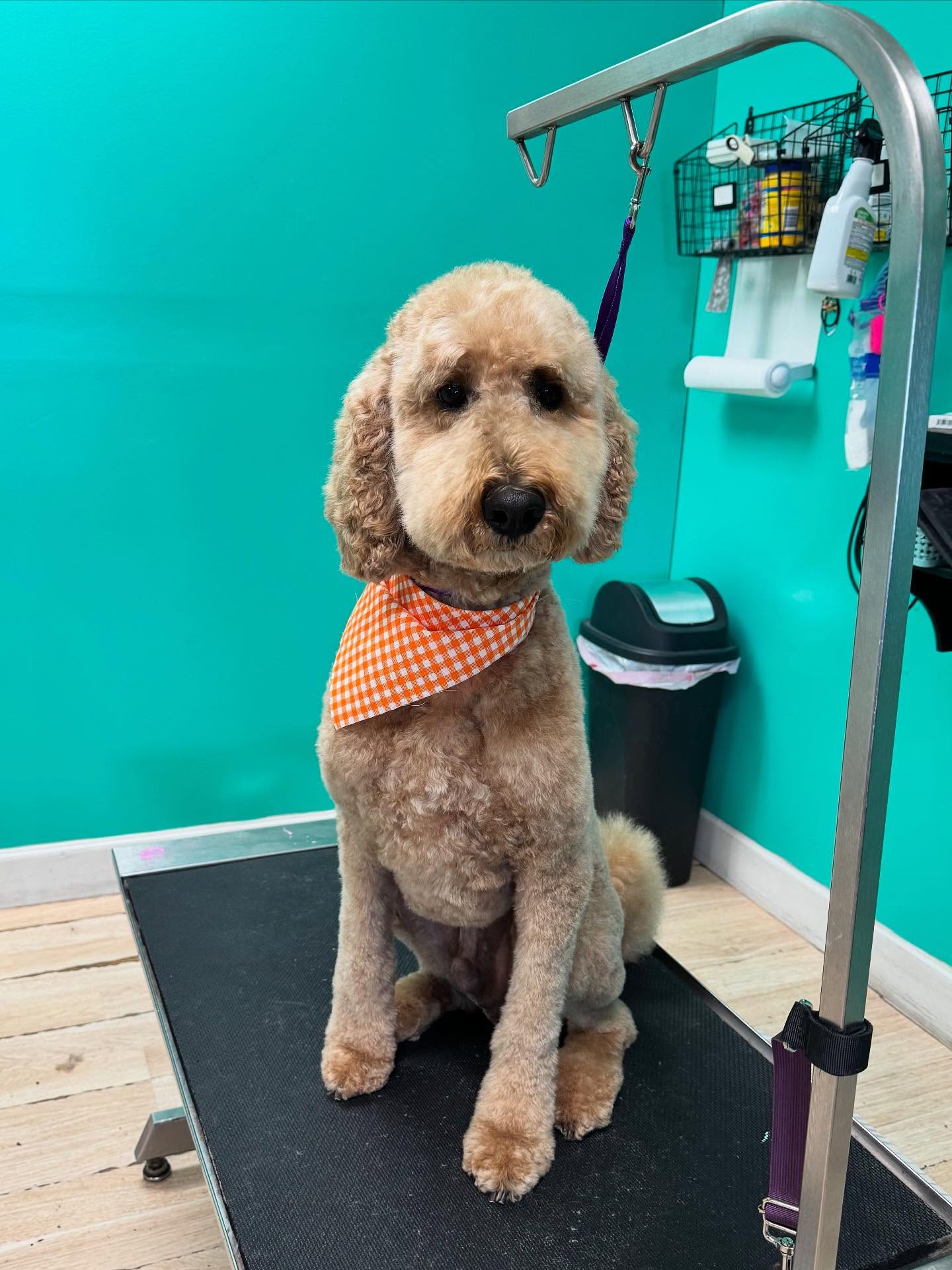 Island Dog Pet Spa Neptune Beach