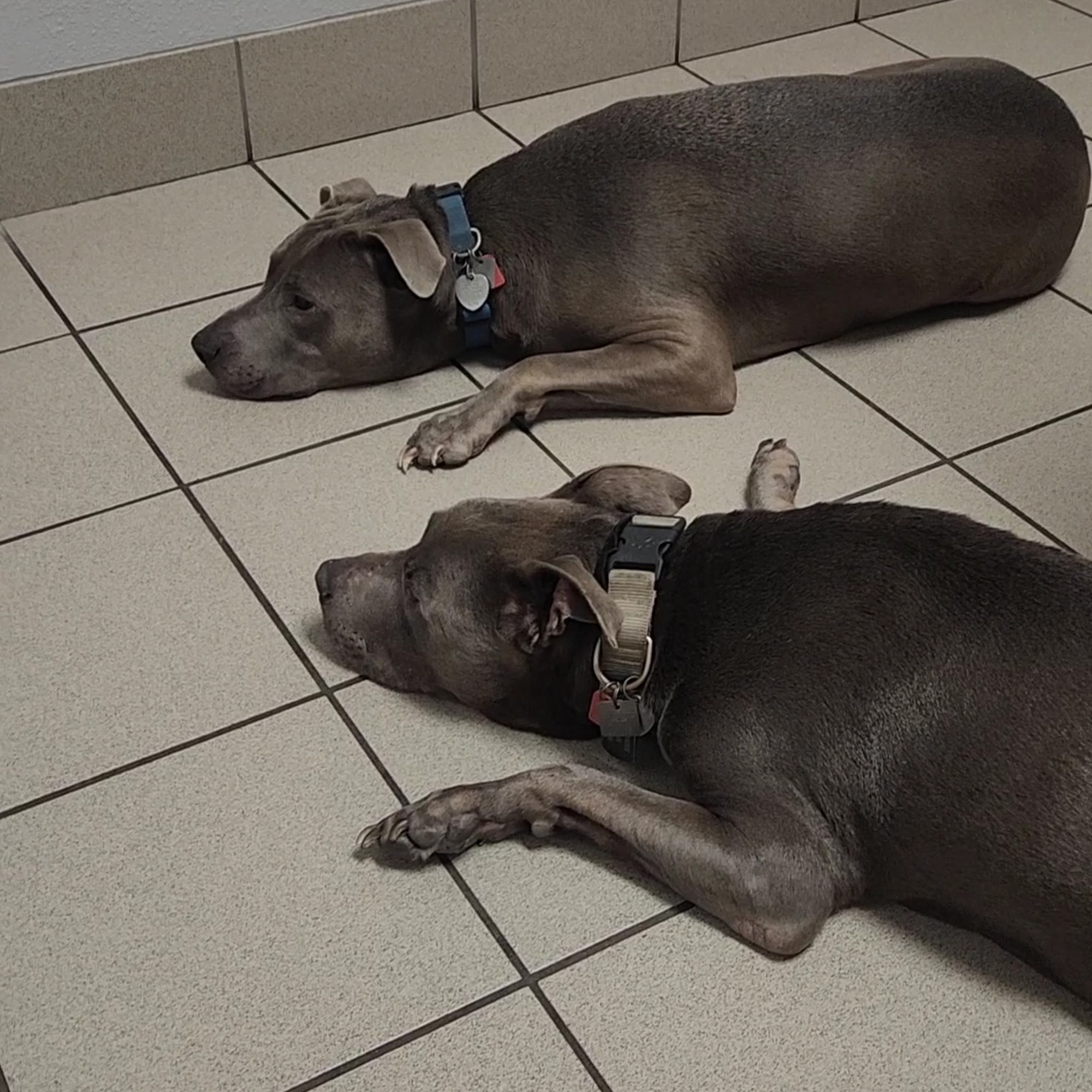 Best Care Animal Hospital New Port Richey