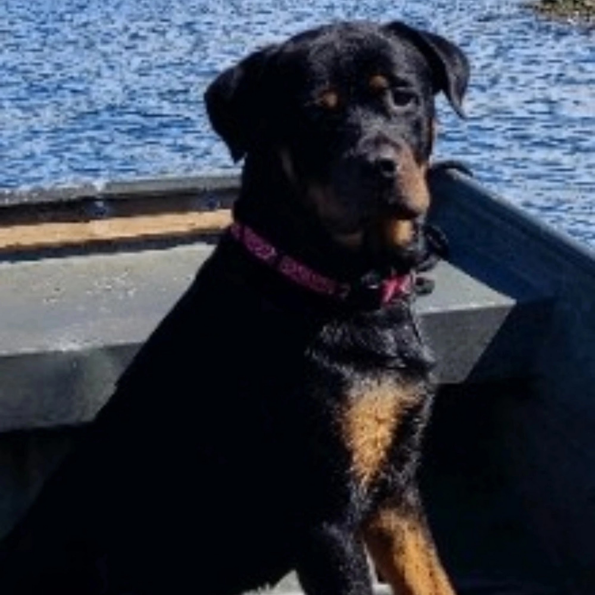 Animal's Best Choice Vet New Port Richey