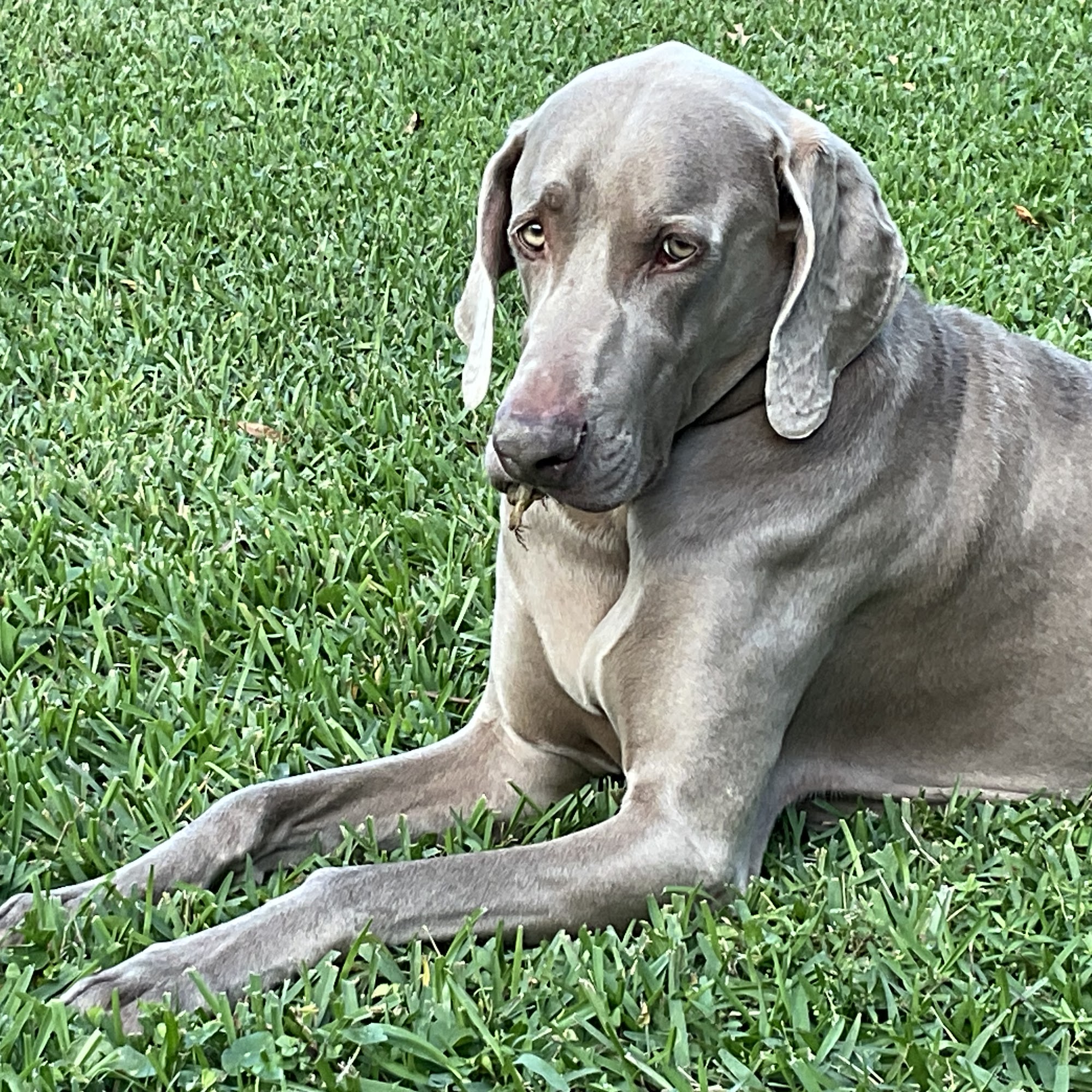 Animal Hospital of New Port Richey New Port Richey