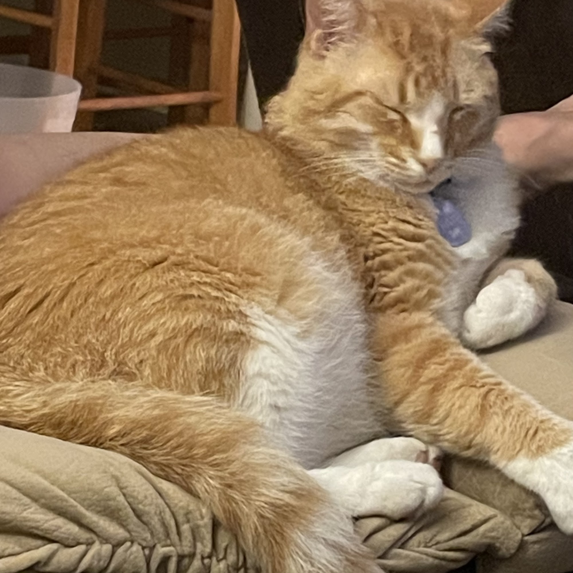 Animal Hospital of Regency Park New Port Richey