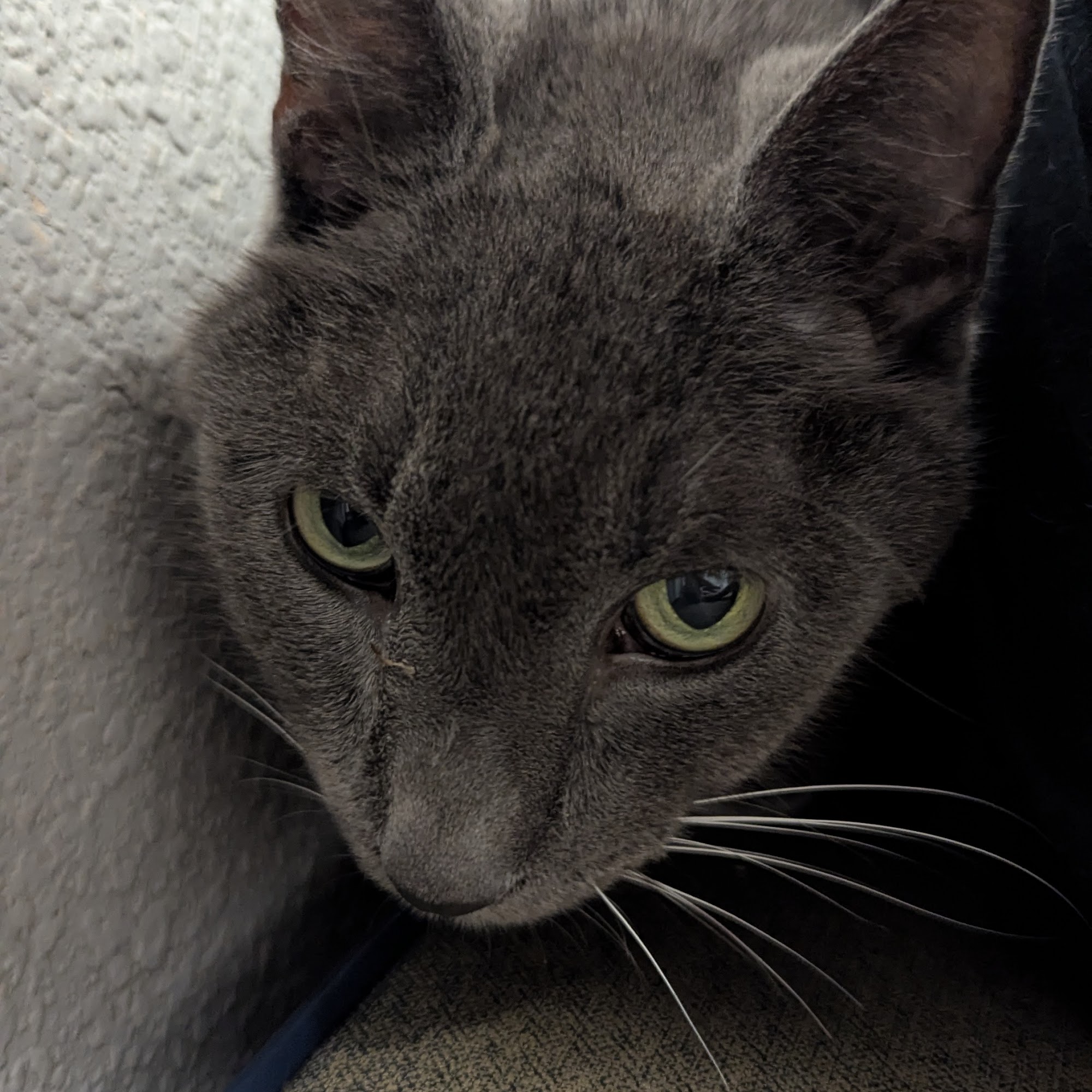 Carla Channell DVM New Port Richey