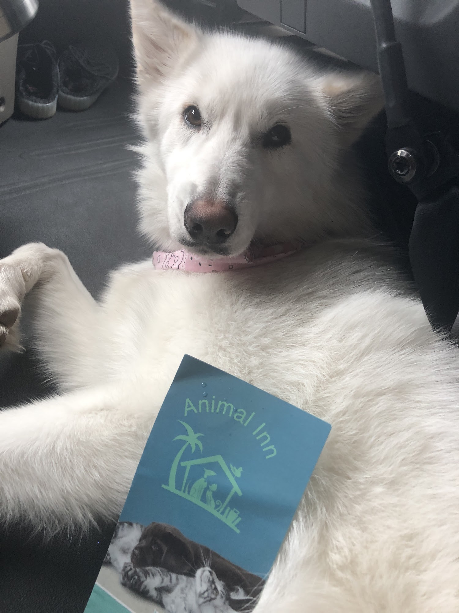 Animal Inn-New Port Richey New Port Richey