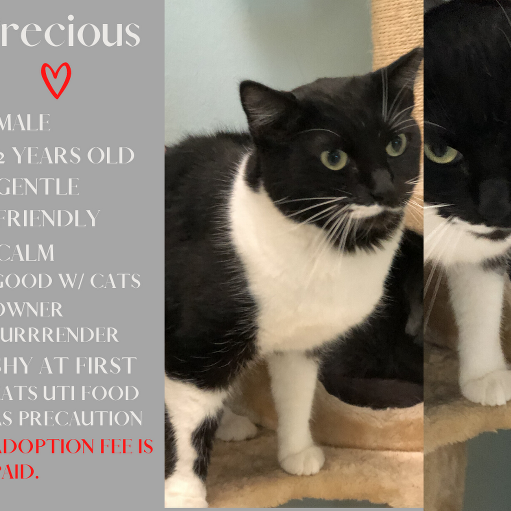 SPCA Suncoast New Port Richey