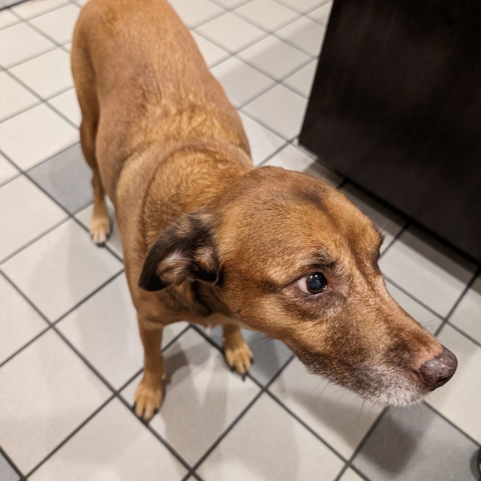 Animal Care Center-Pasco County: Reeves Kenneth DVM New Port Richey