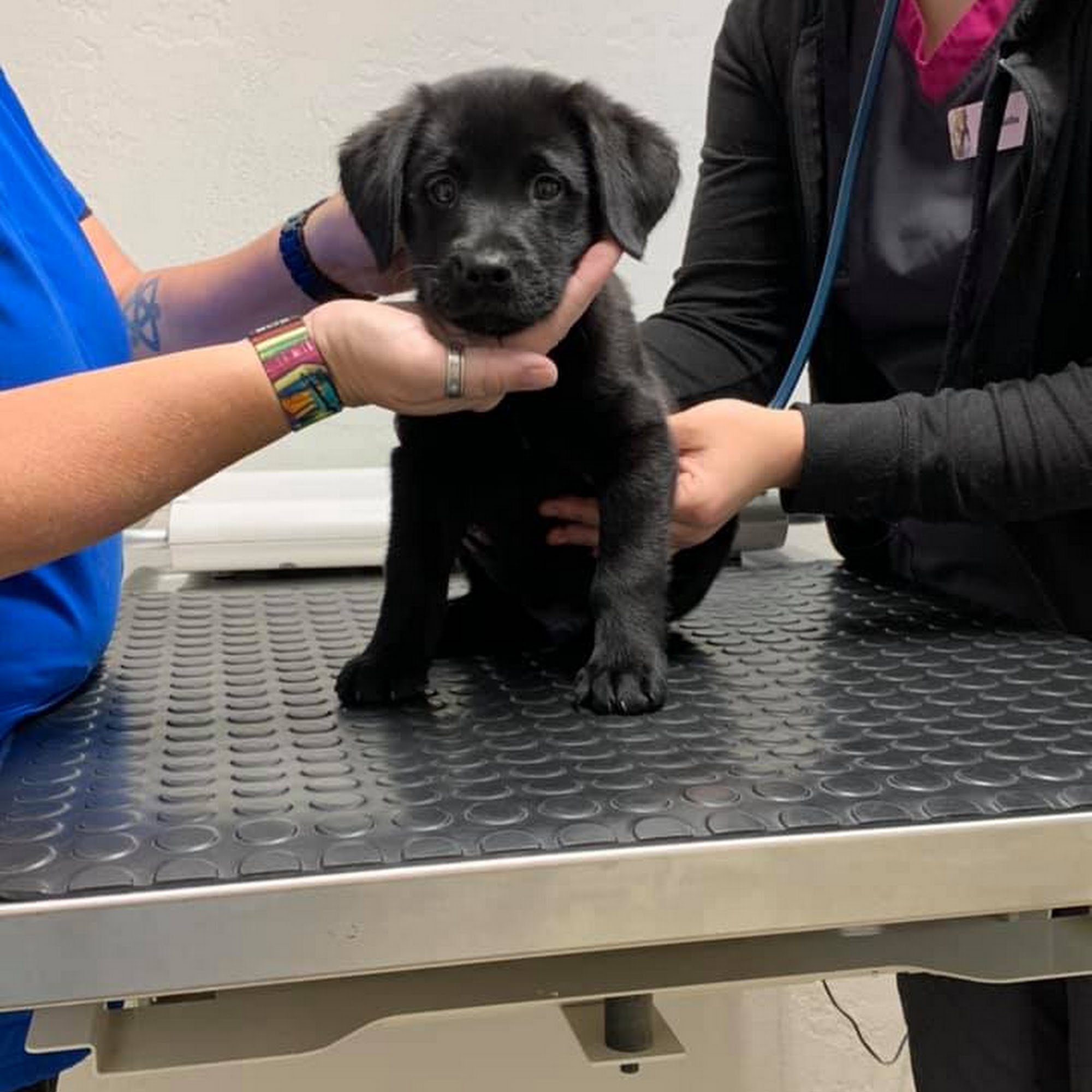 Glencoe Veterinary Hospital New Smyrna Beach