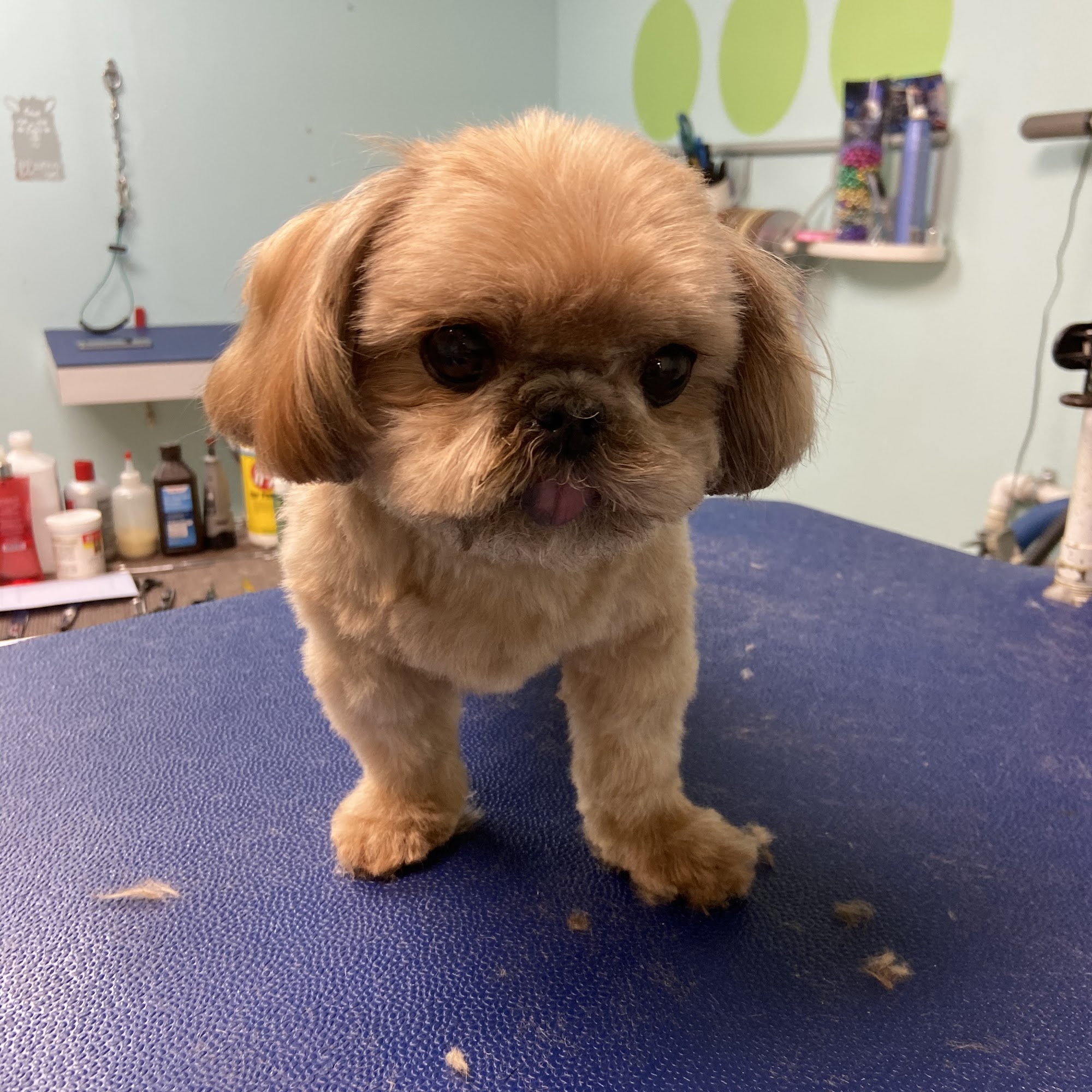 Tailblazers Pet Salon New Smyrna Beach