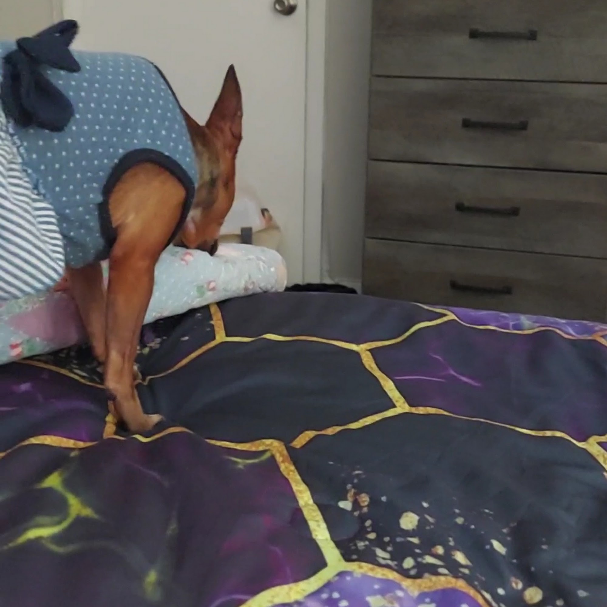 Southeast Volusia Humane Society New Smyrna Beach