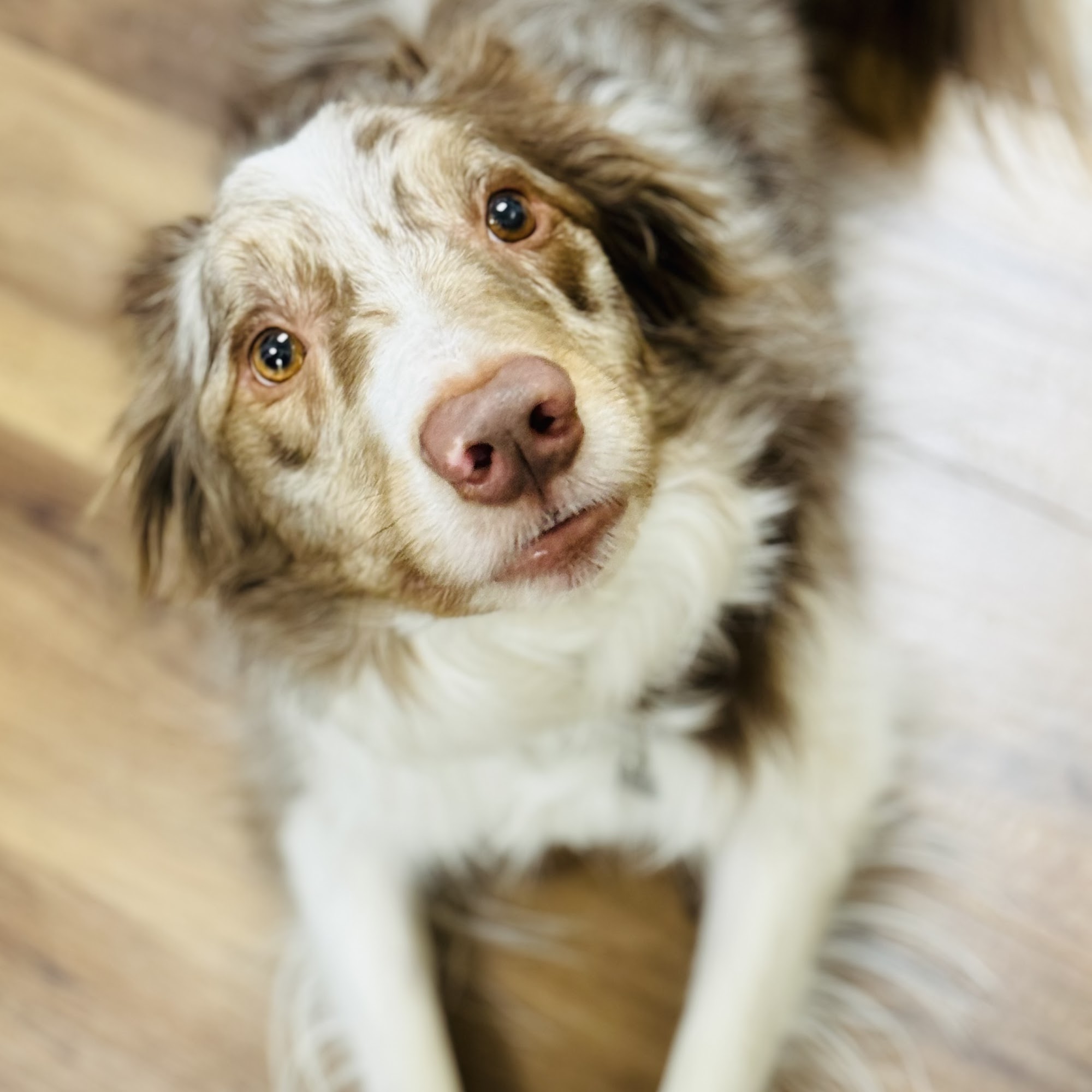 Jonesville Animal Hospital Newberry