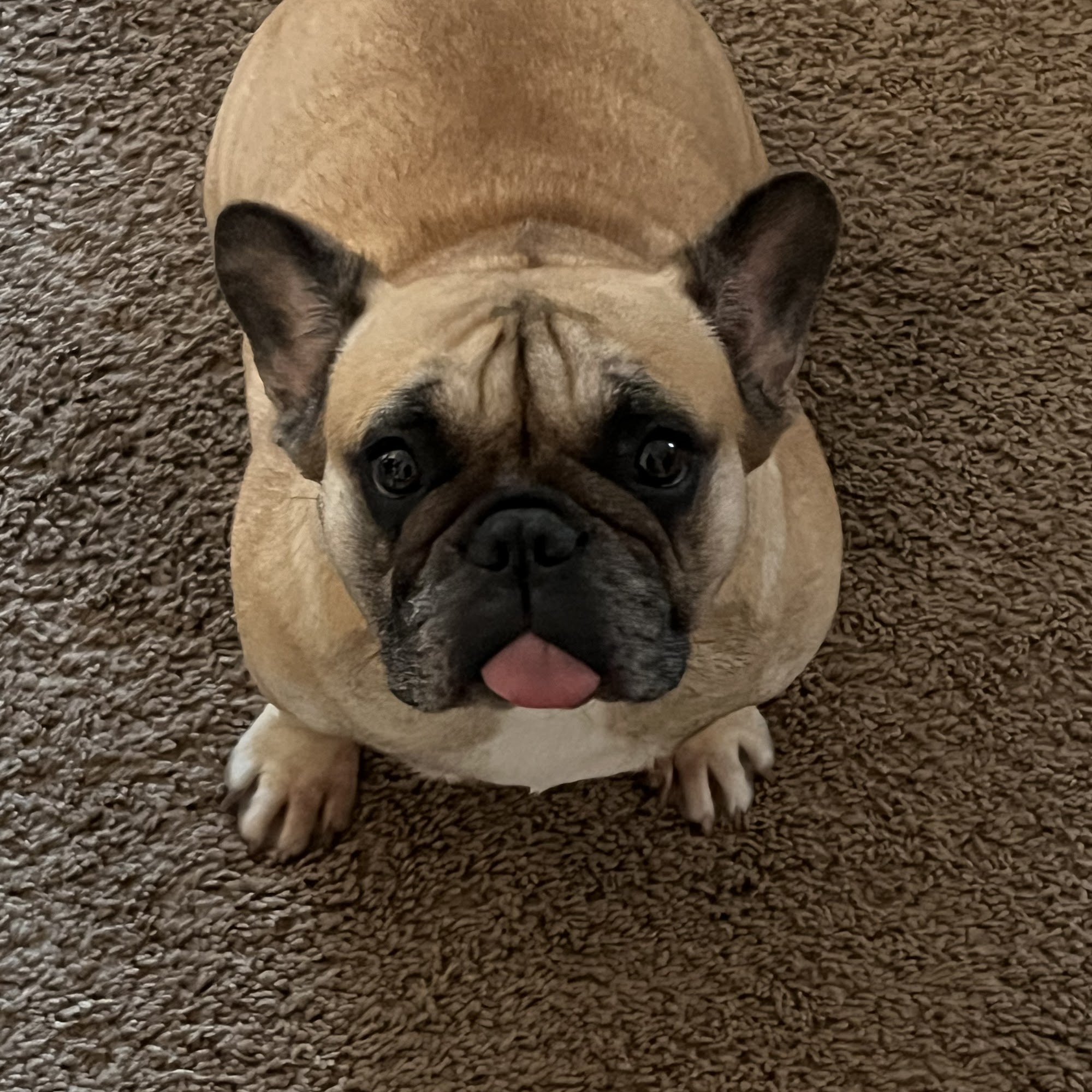 AVC - Animal Vet Clinic Newberry