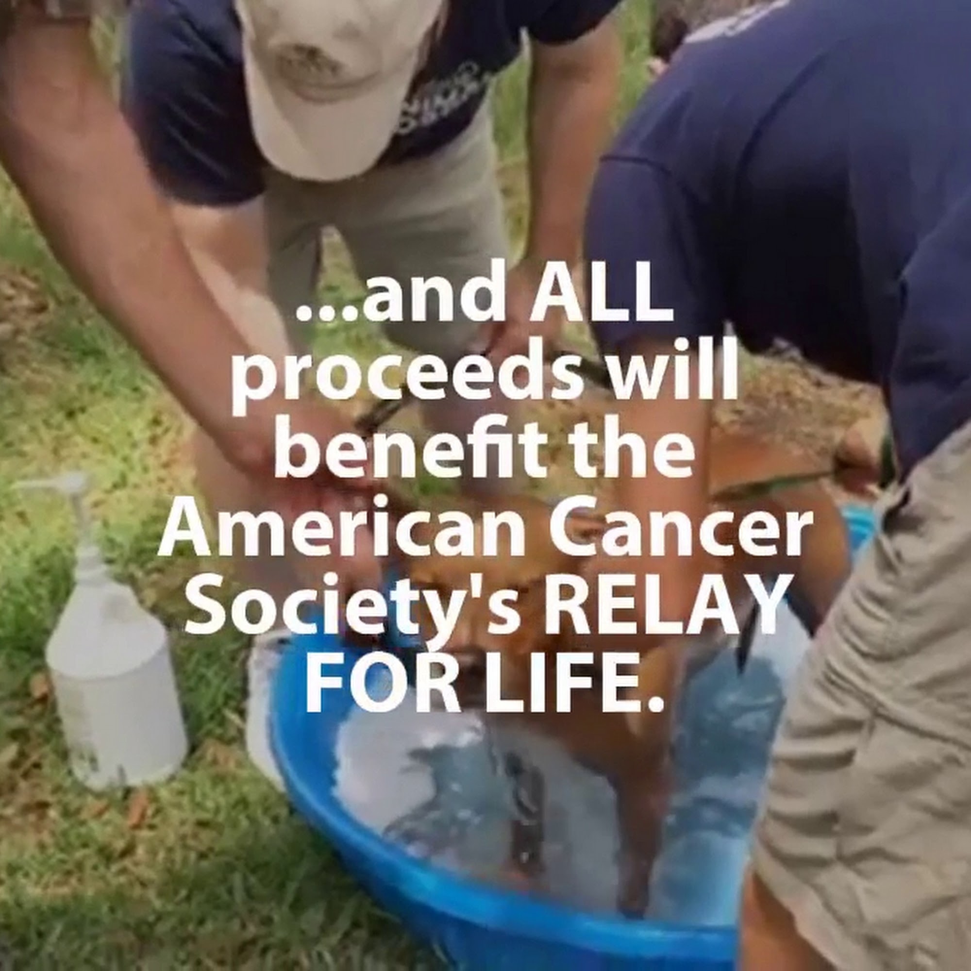 Newberry Animal Hospital Newberry