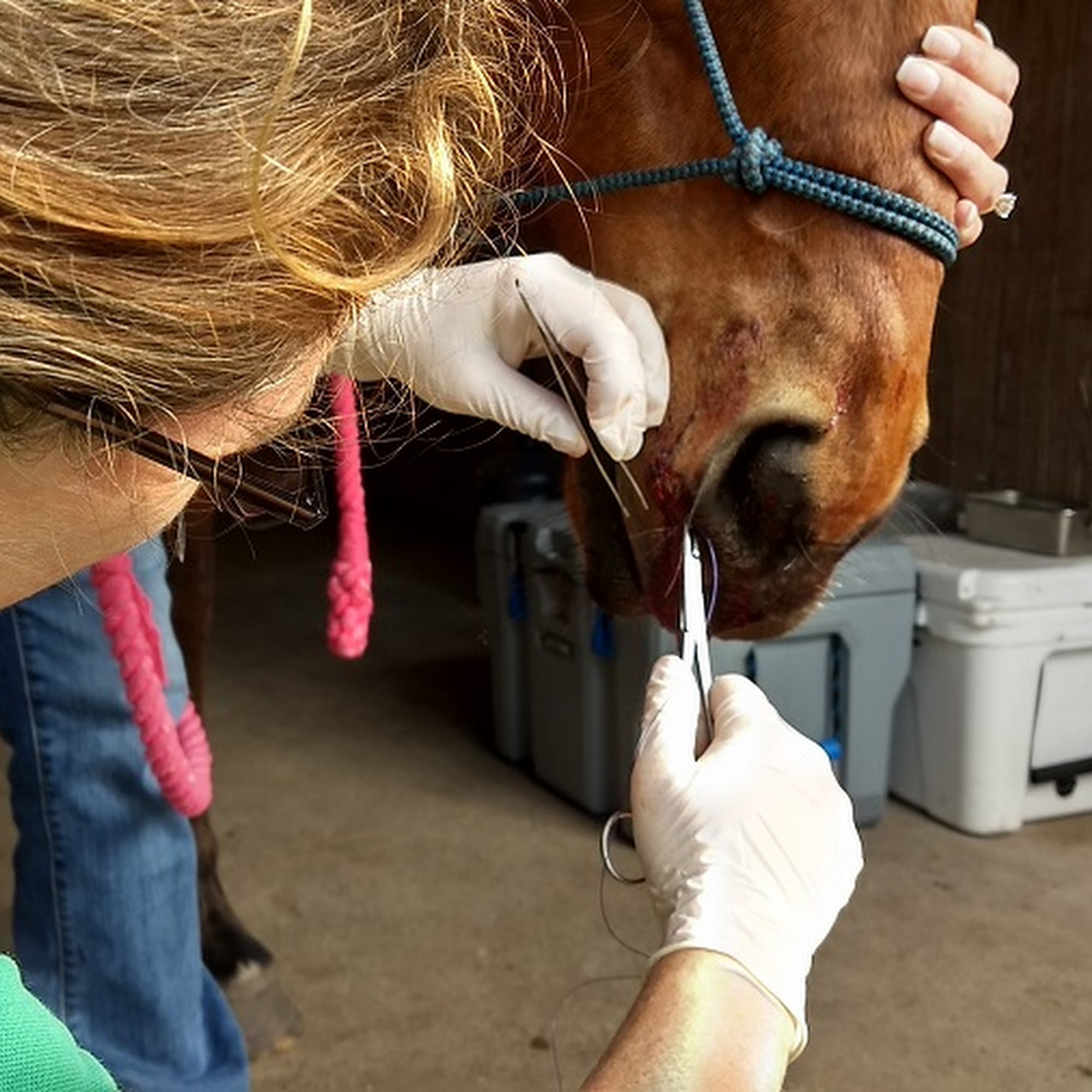 Springhill Equine Newberry