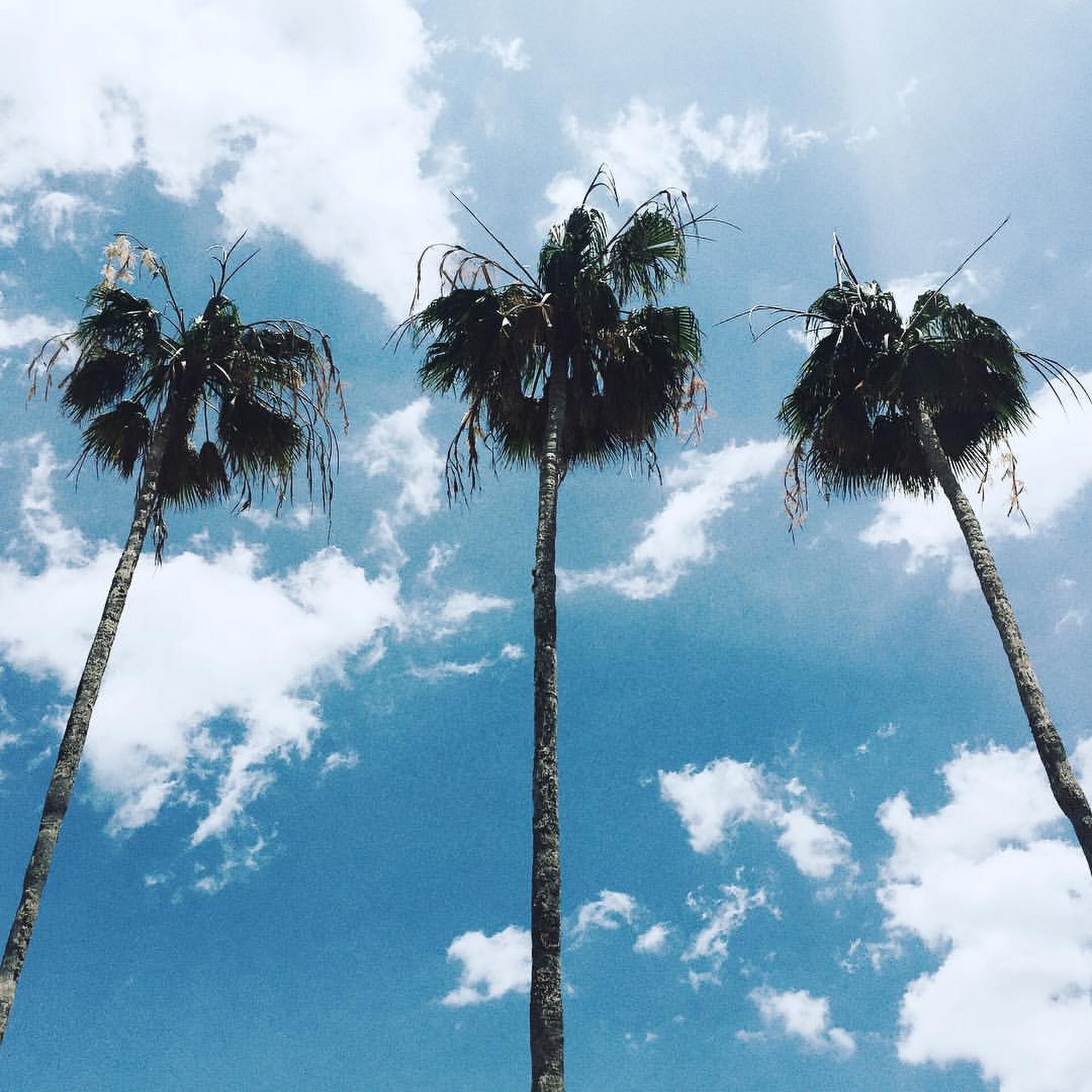 Big Island Bowls Newberry