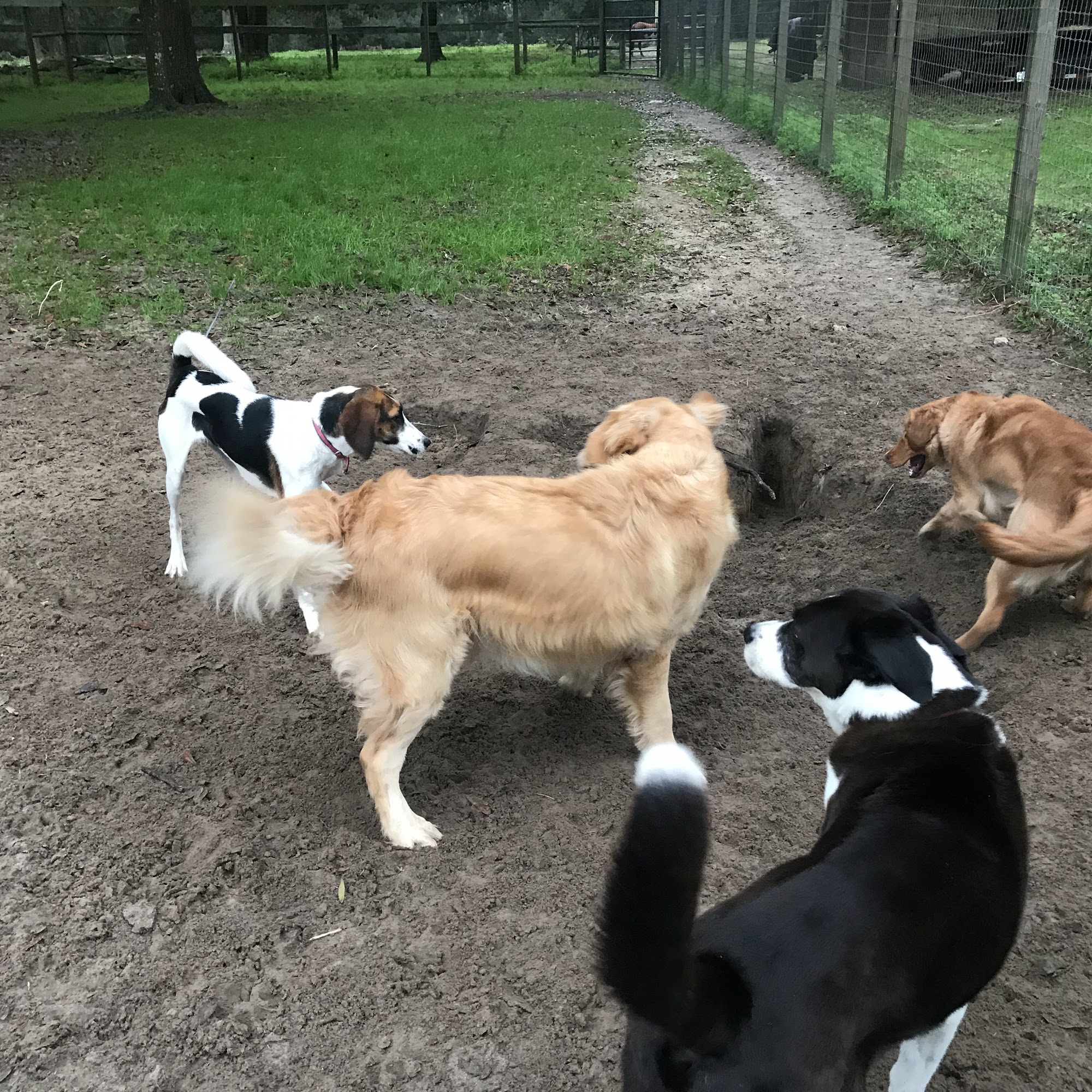 HONEY PAWS DOG BOARDING Newberry