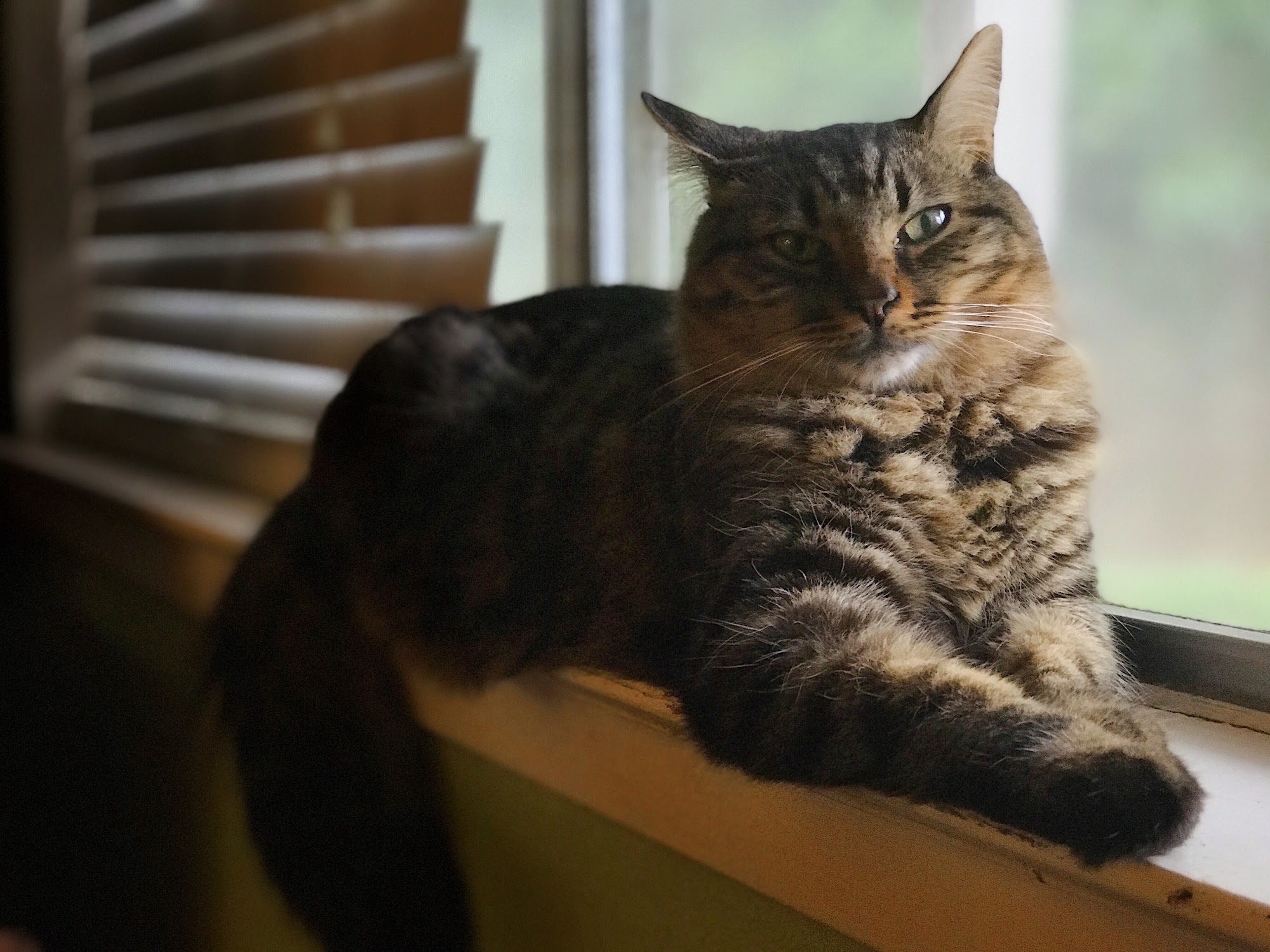 Emergency Veterinary Clinic Niceville Niceville