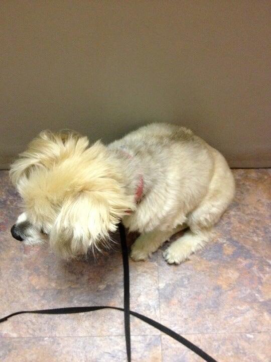 Niceville Animal Clinic Niceville