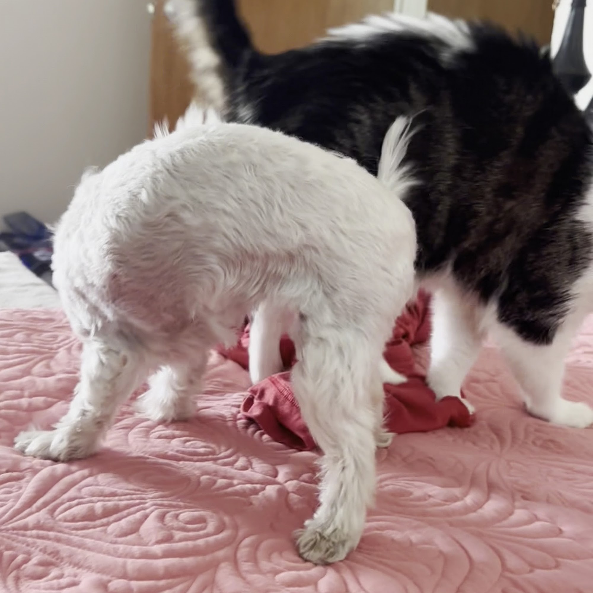 Nokomis Veterinary Clinic Nokomis