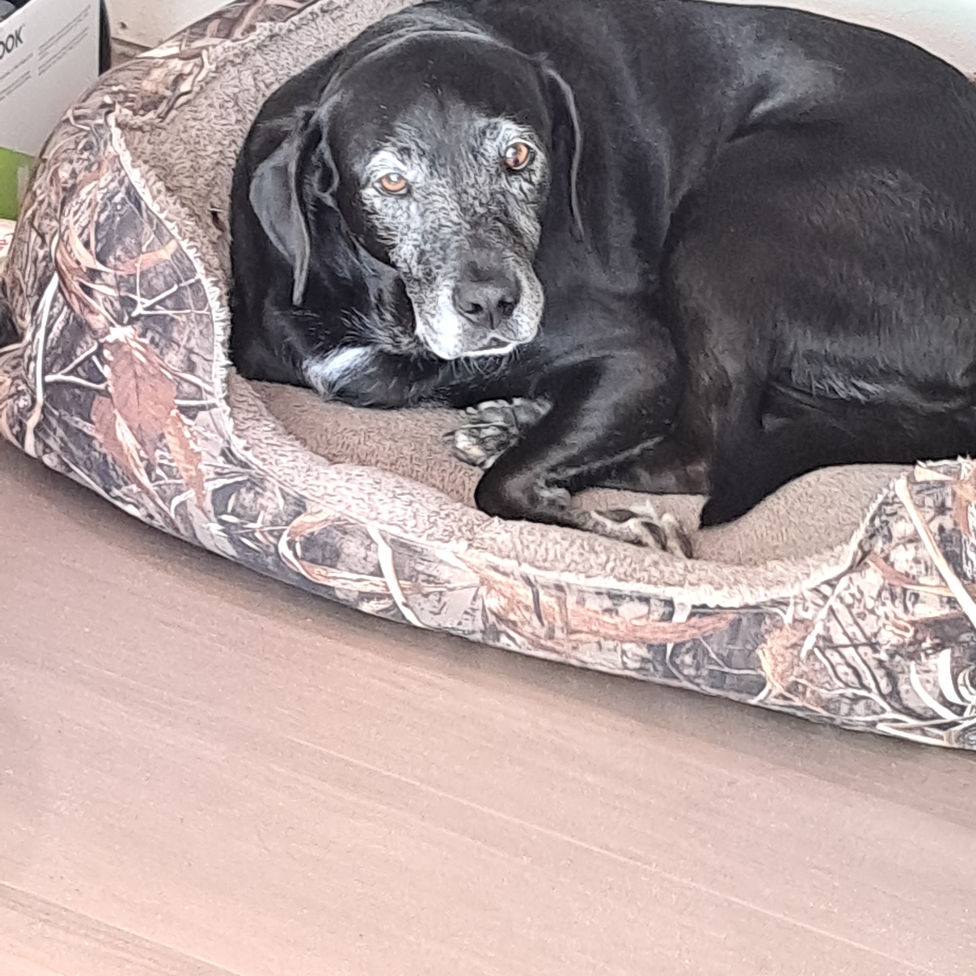 Brandt Veterinary Clinic Nokomis