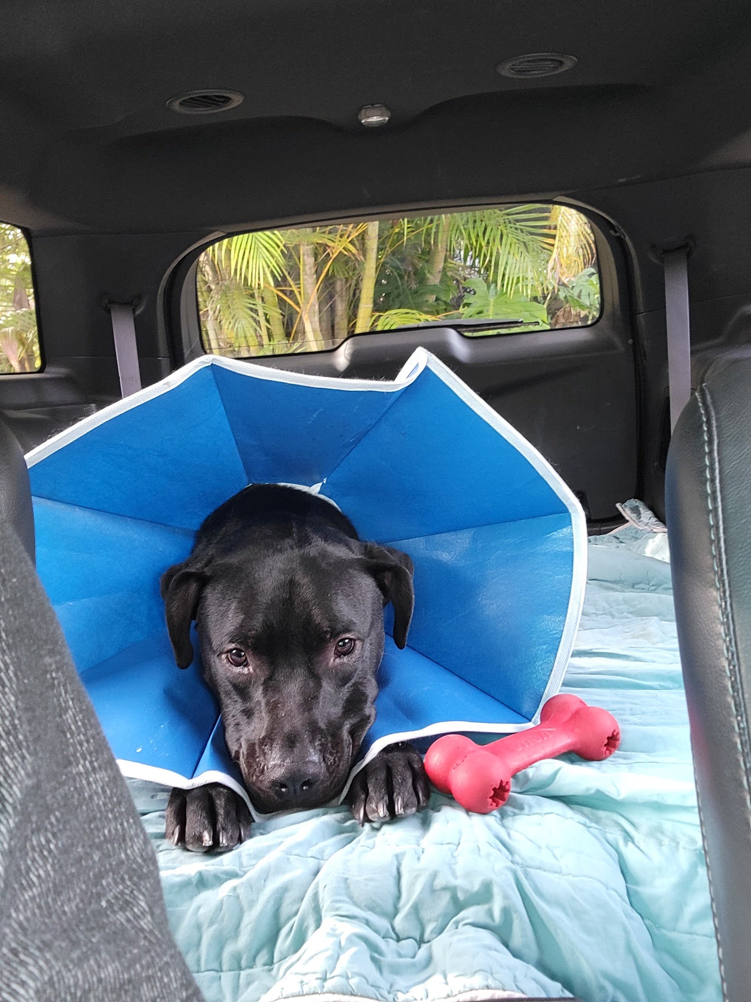 Coastal Veterinary Surgical Specialists, Inc.: Kirsch John DVM Nokomis