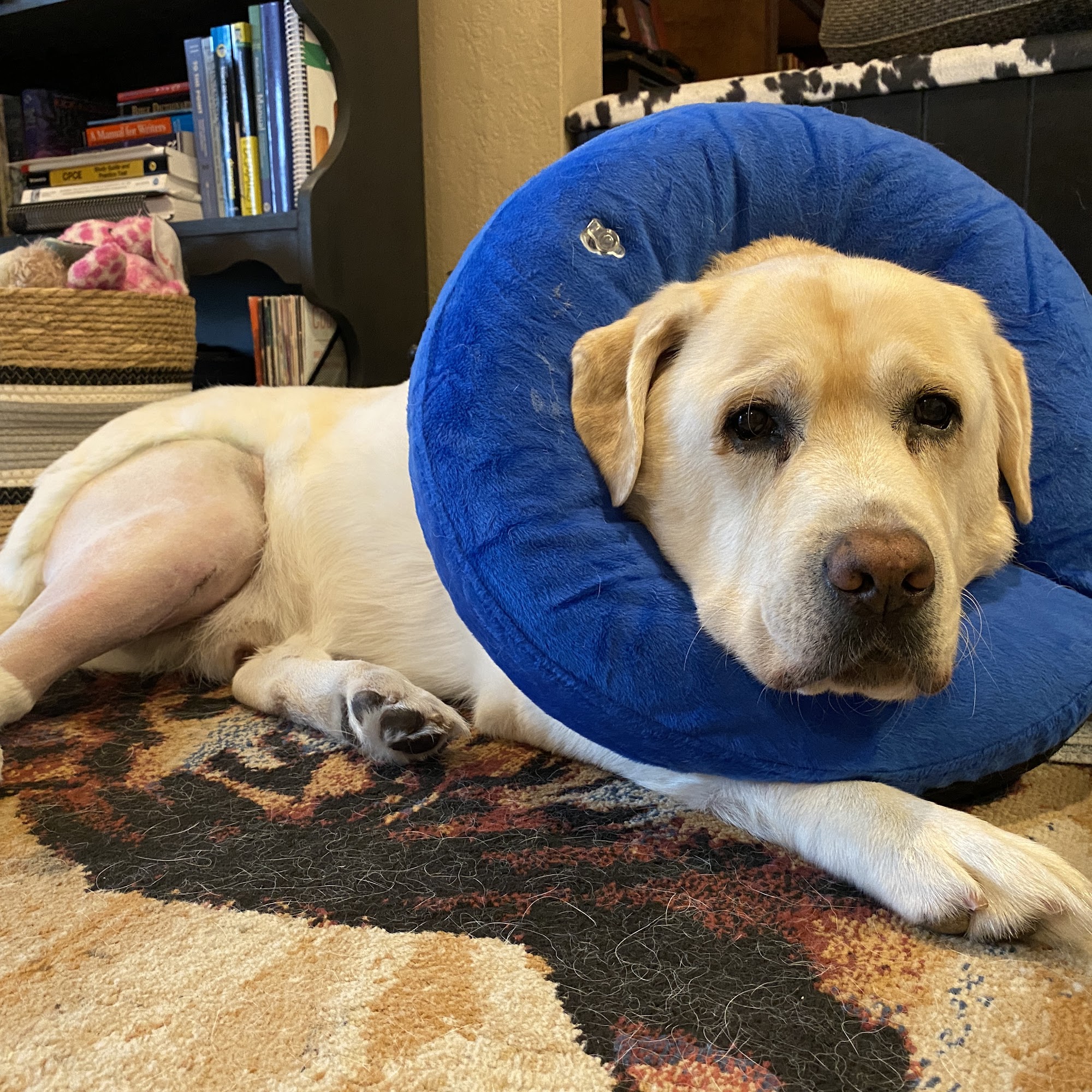 Coastal Veterinary Surgical Specialists, Inc.: Kirsch John DVM Nokomis