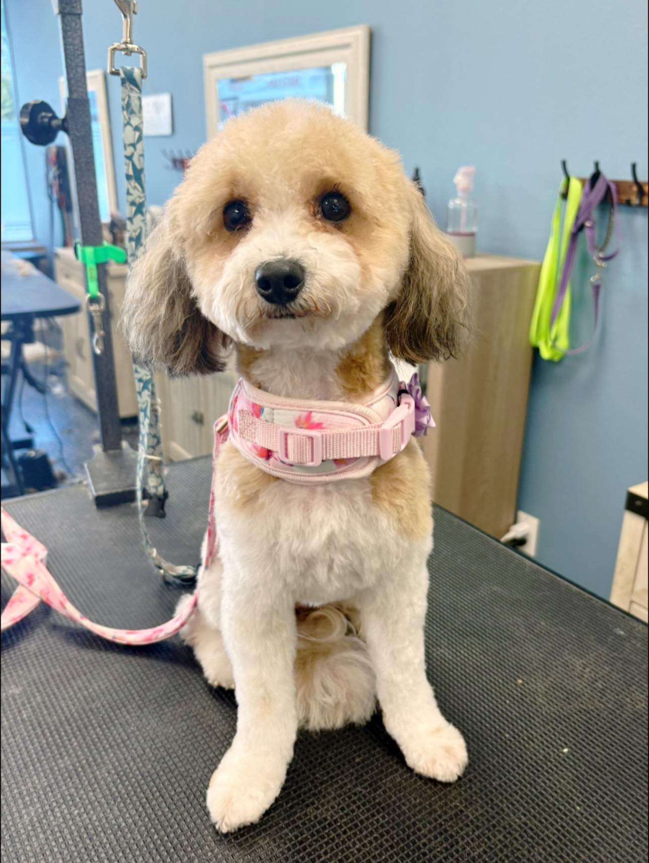 PrisSea Paws, LLC Nokomis