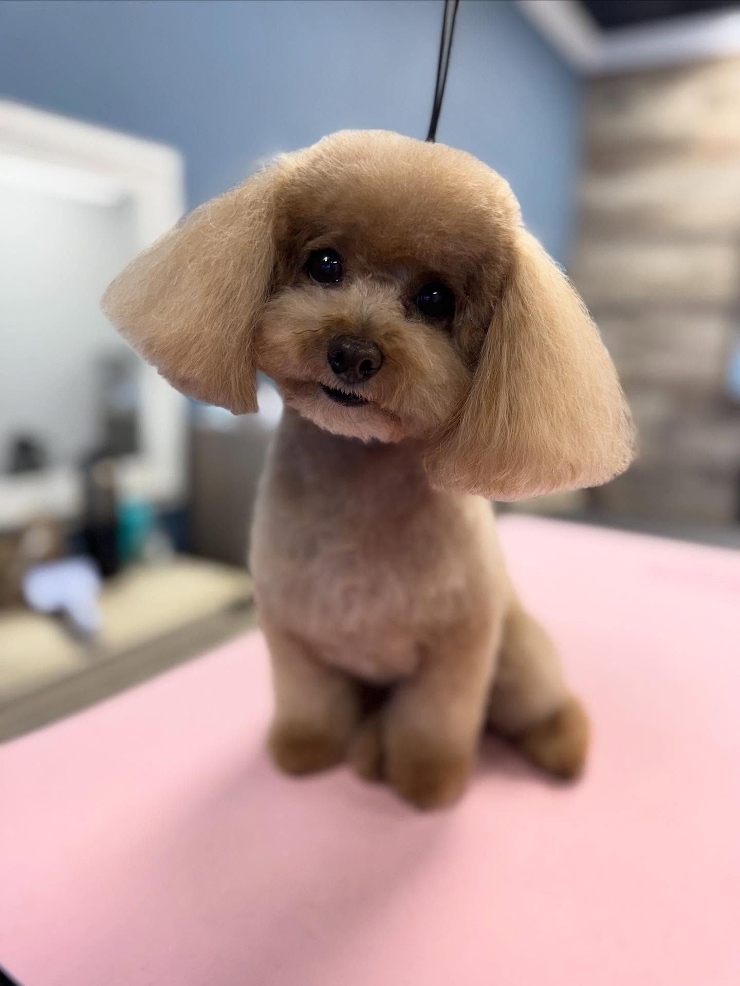 PrisSea Paws, LLC Nokomis