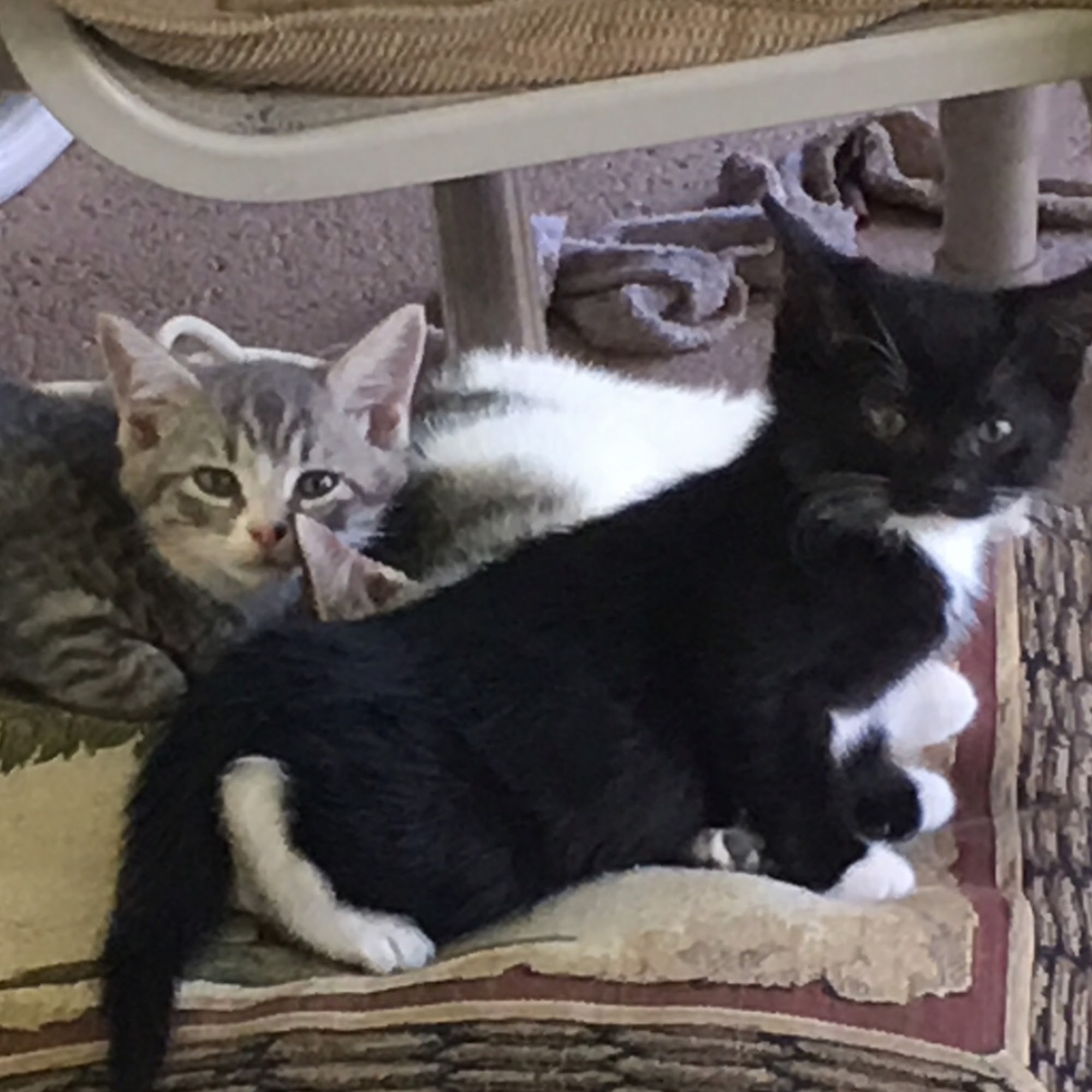 Paws Lee County Inc North Fort Myers