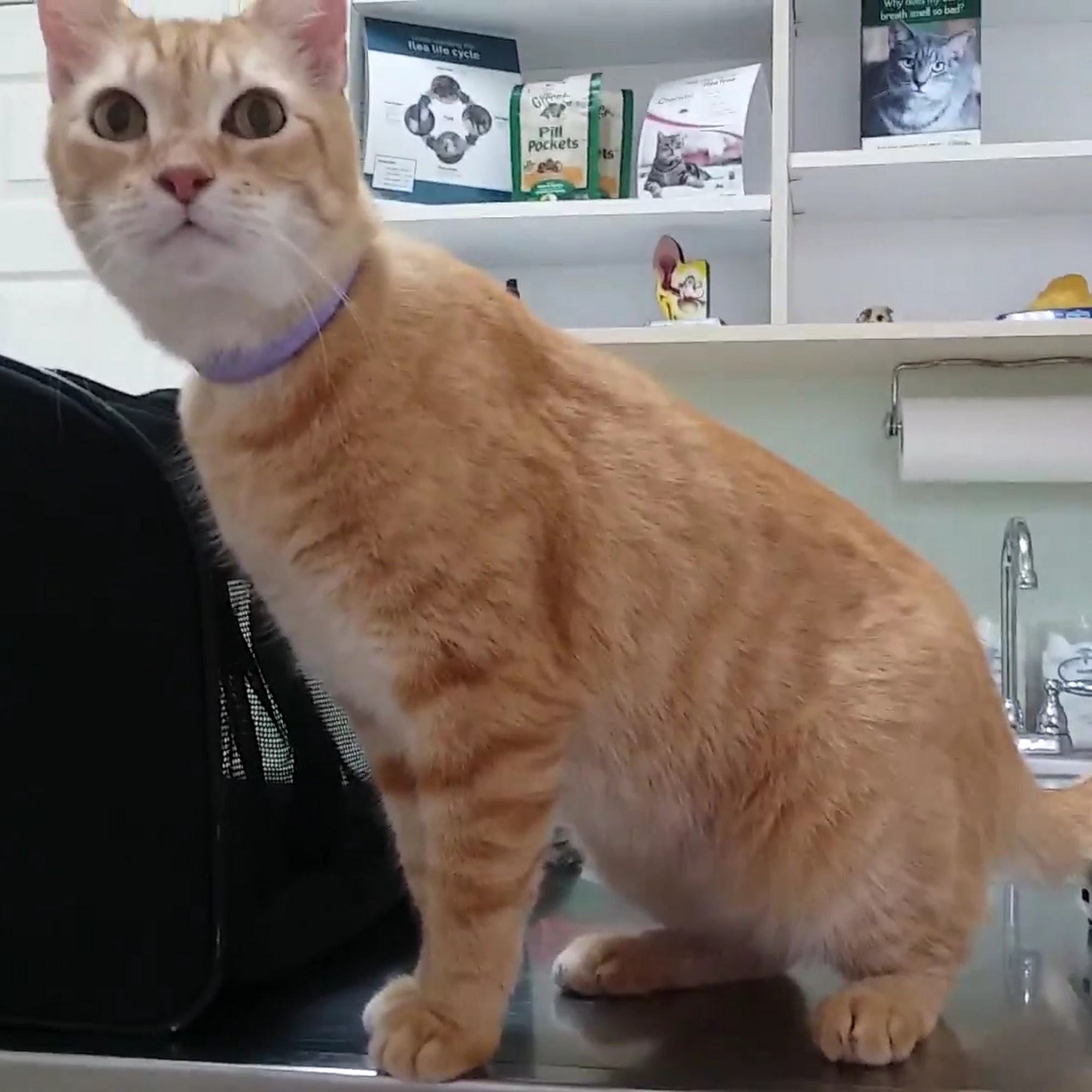 North Shore Animal Hospital North Fort Myers