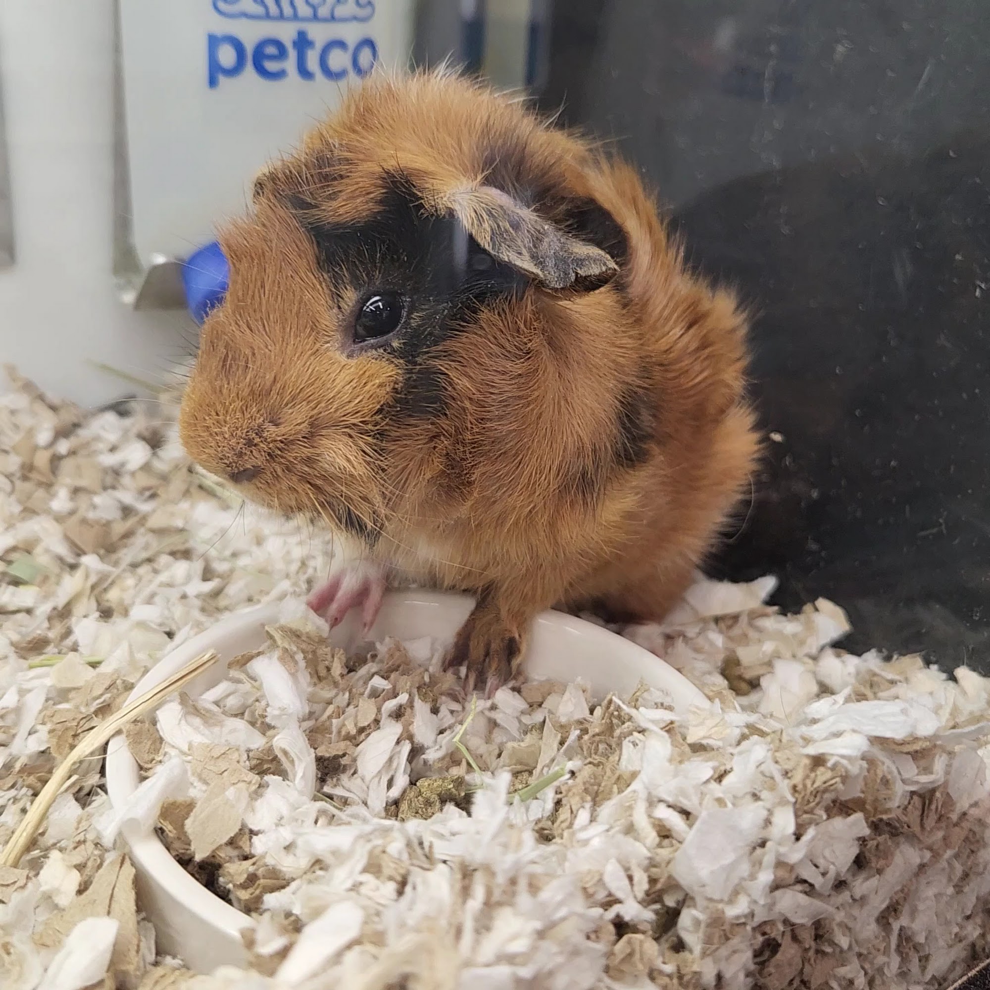 Petco North Miami Beach