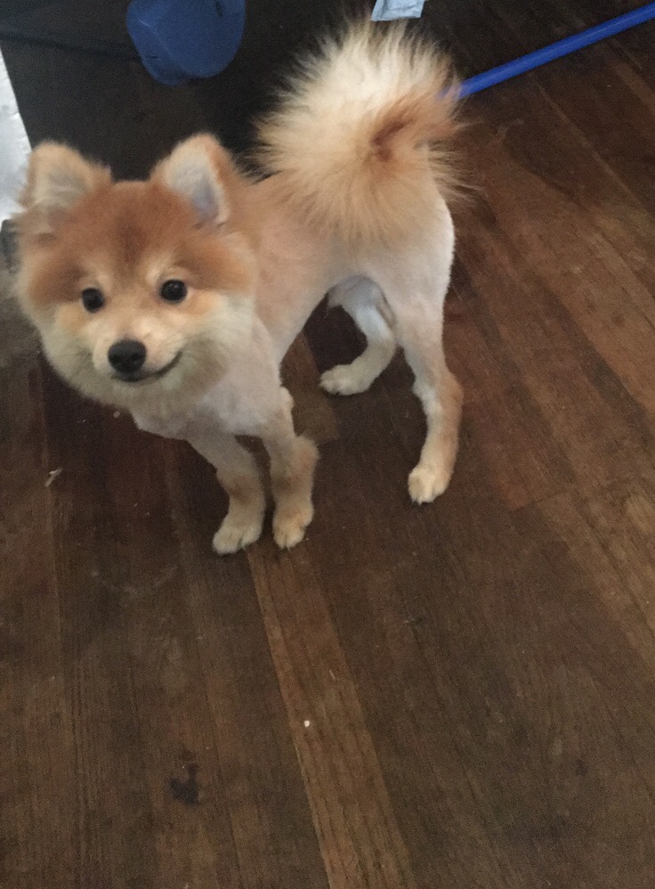 Transfurrmer Mobile Pet Grooming North Miami Beach