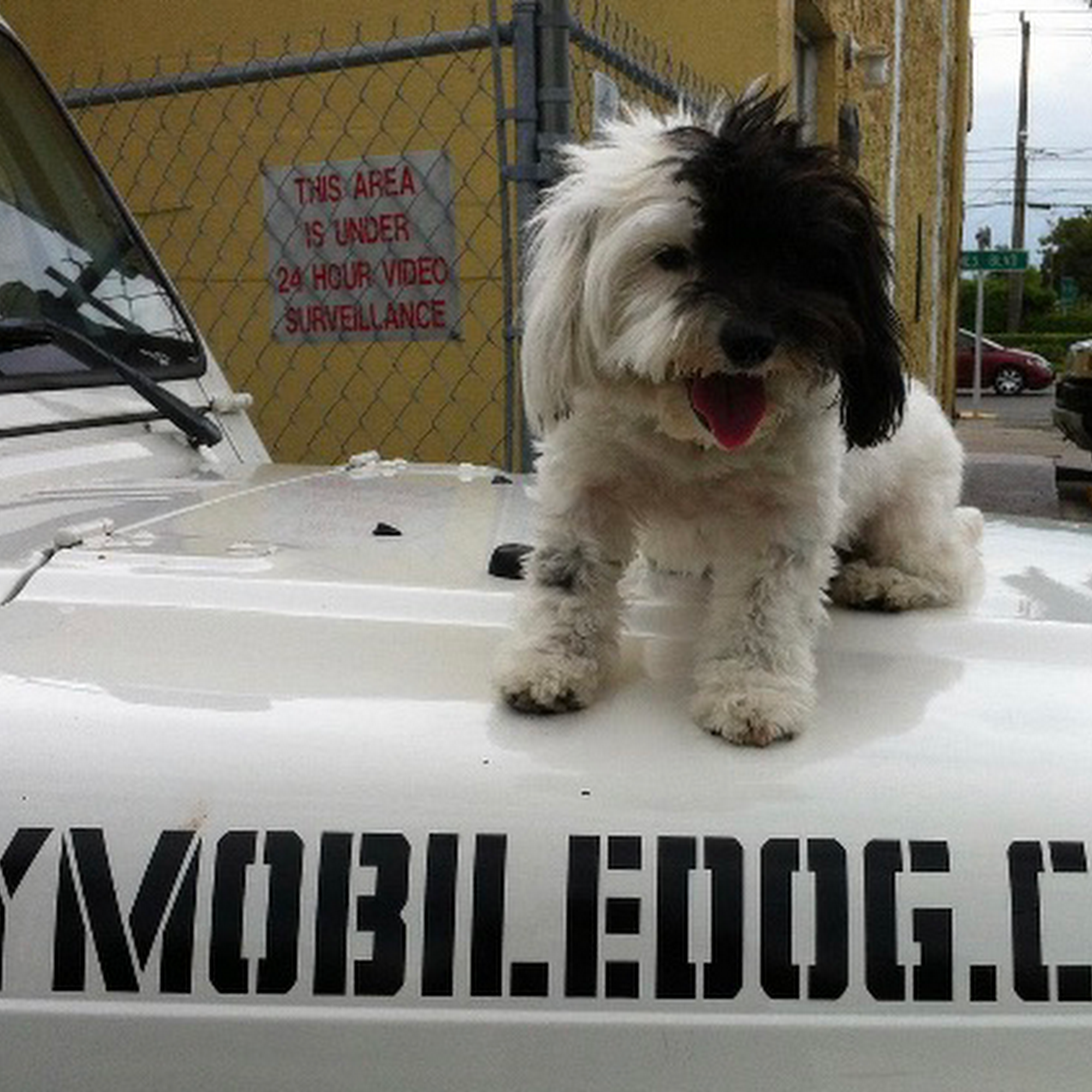 Mymobiledog North Miami Beach