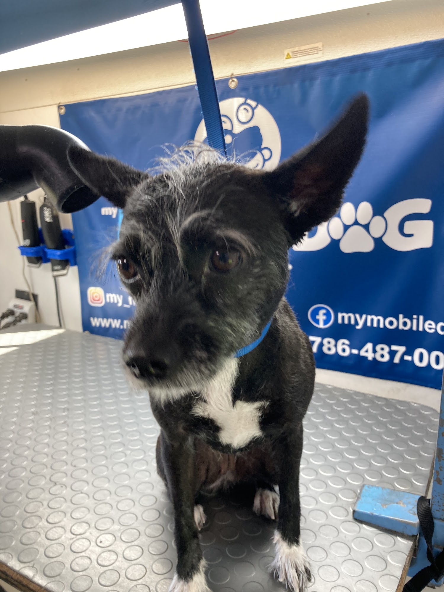 Mymobiledog North Miami Beach