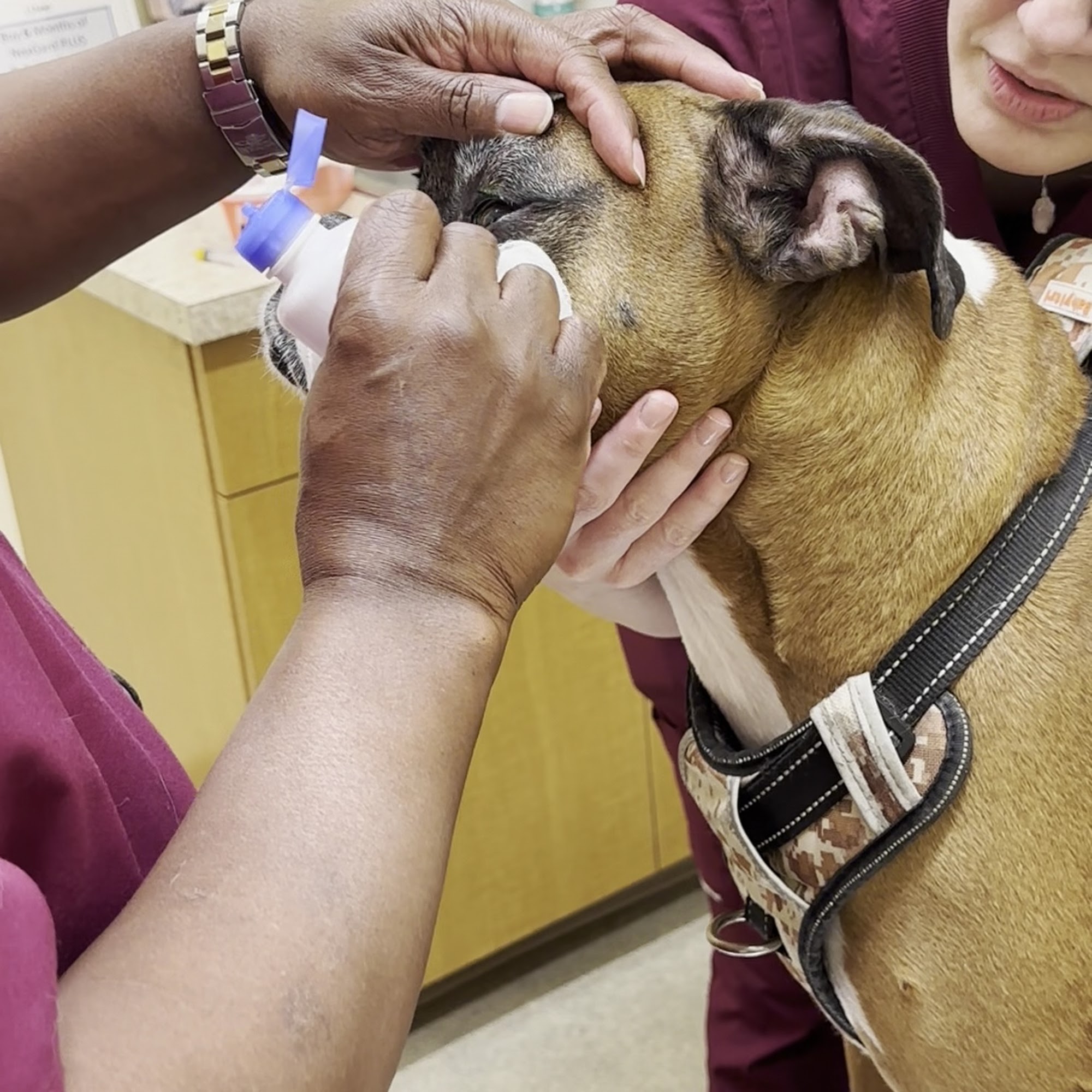 Arch Creek Animal Clinic North Miami