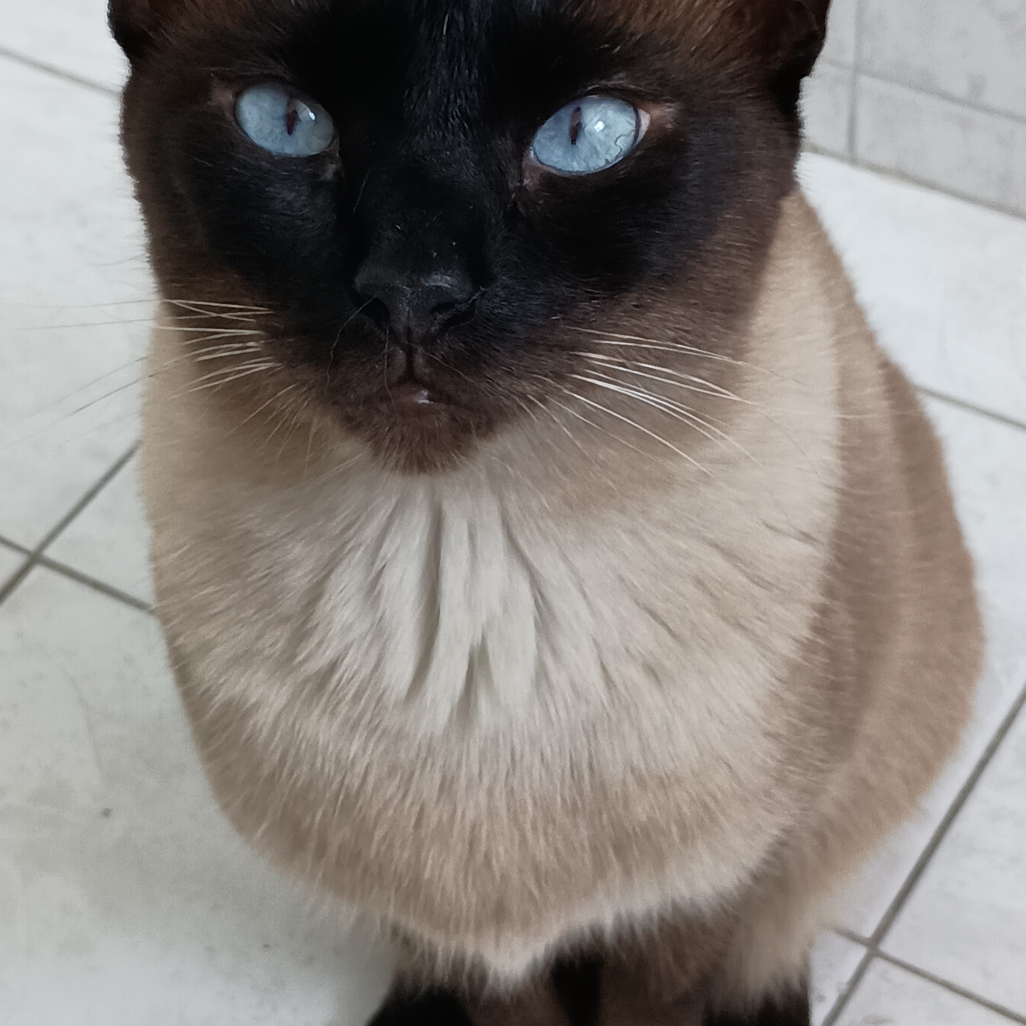 Biscayne Animal Hospital North Miami