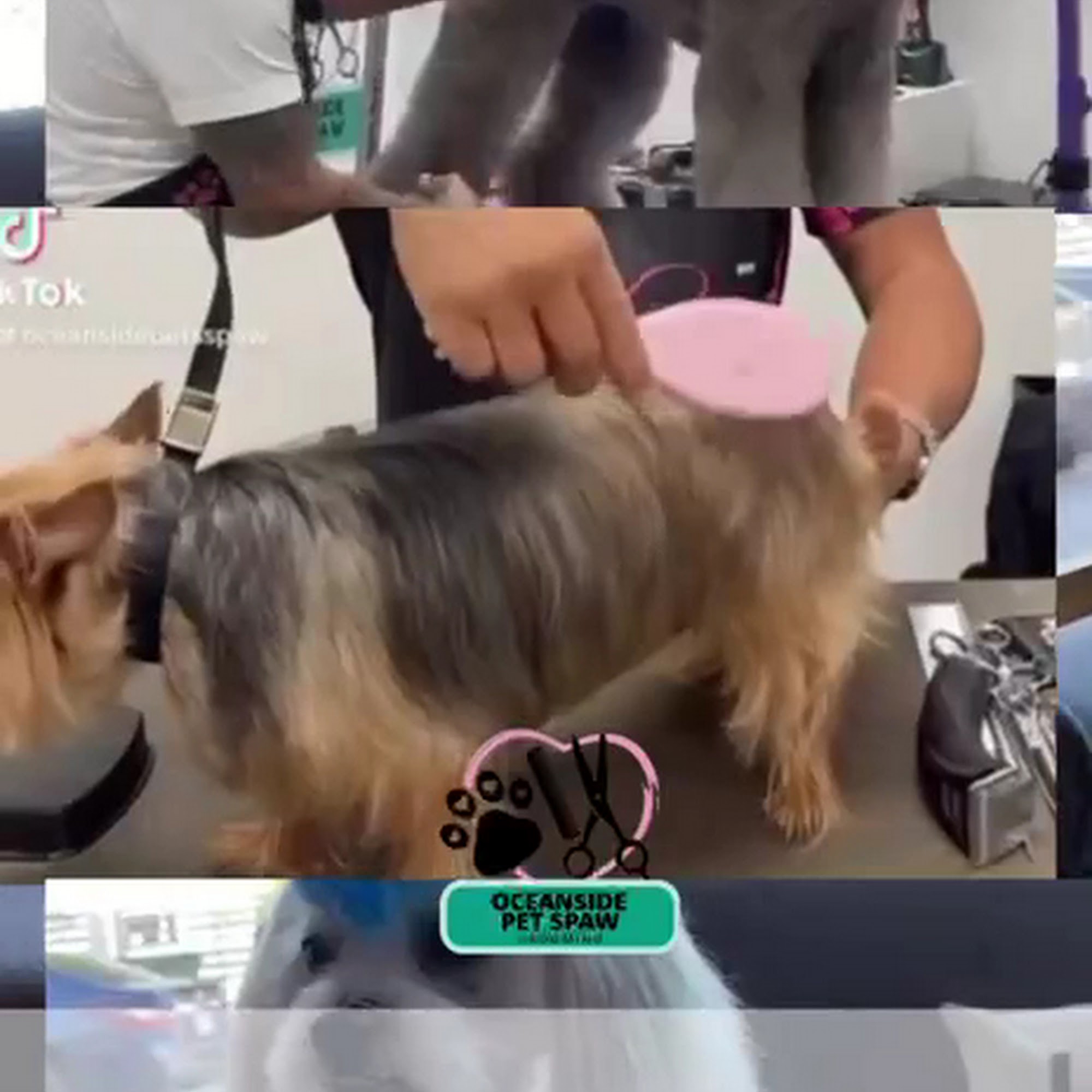 Oceanside Pets Spaw North Miami