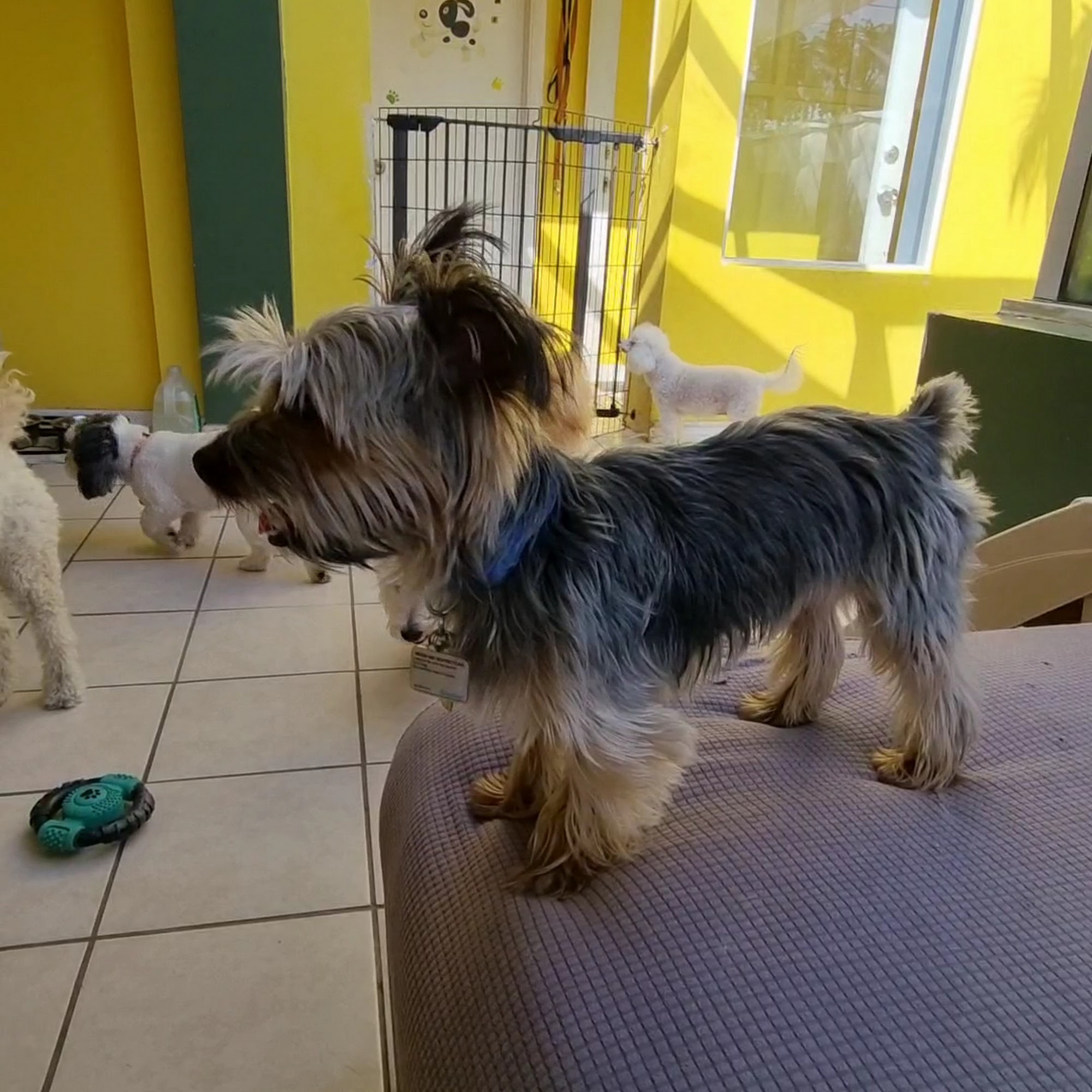 Rio's Pet Spa & Boarding North Miami