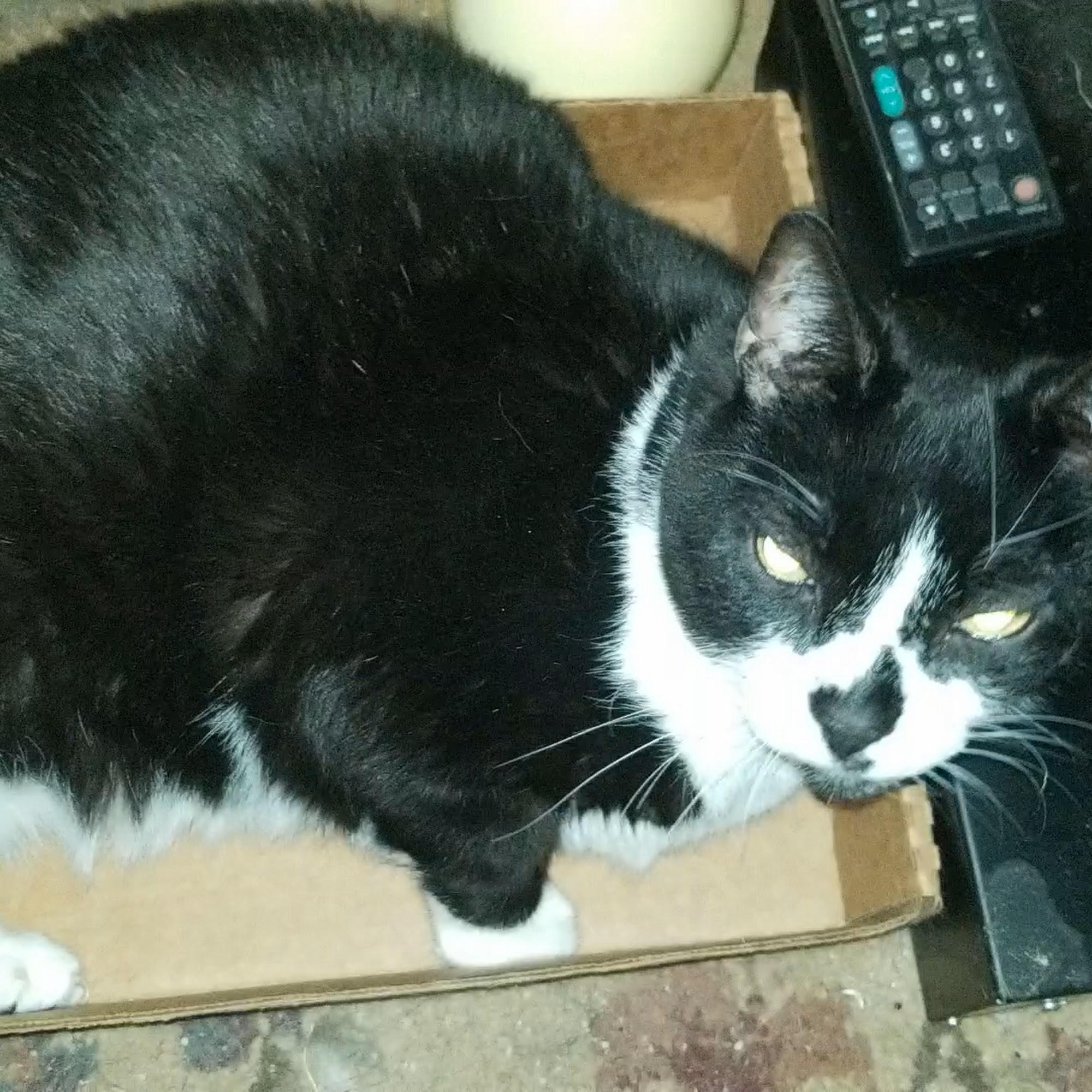 Village Animal Clinic North Palm Beach