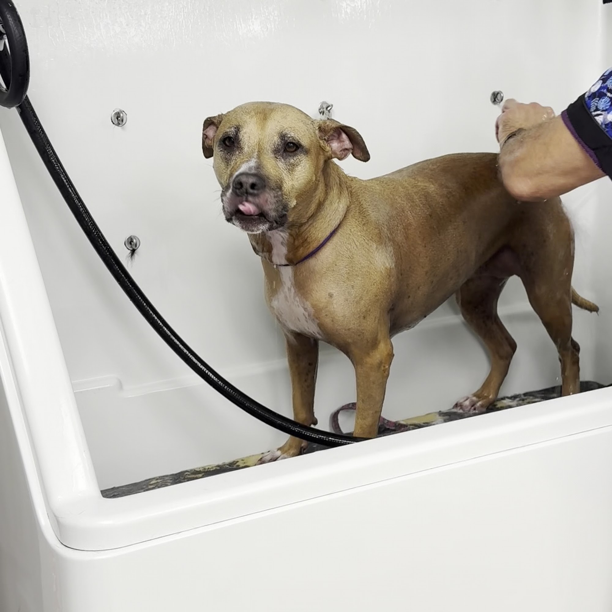 Dog Gone Fancy North Palm Beach