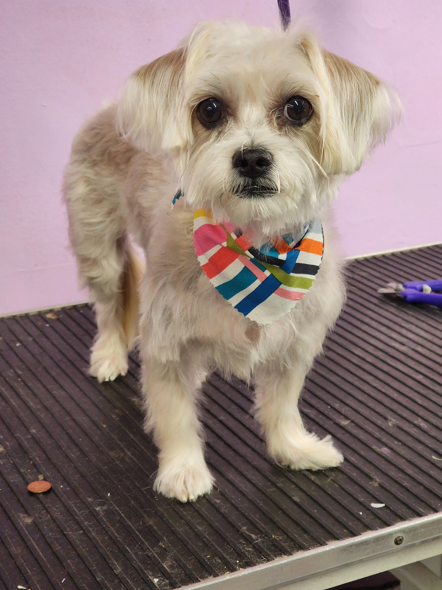 Groomie's Pet Salon North Palm Beach