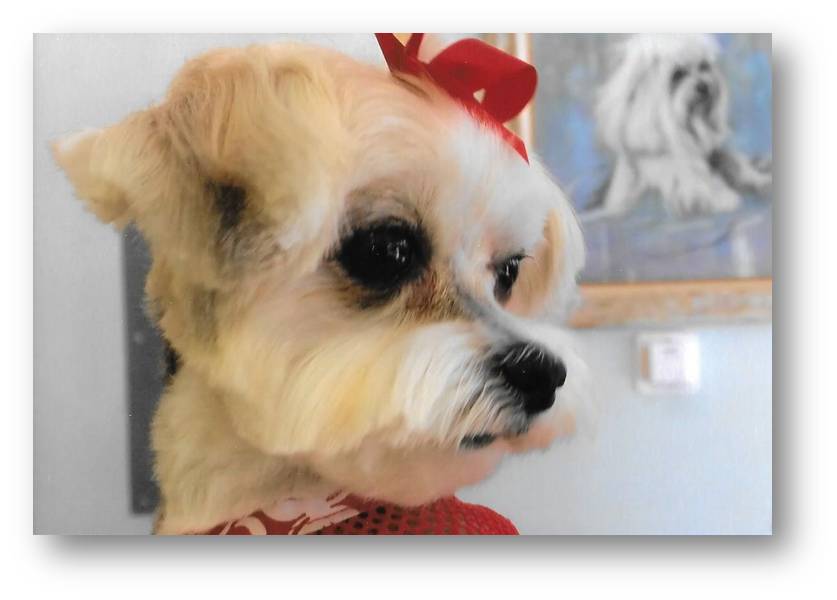 Champs N' Tramps North Palm Beach