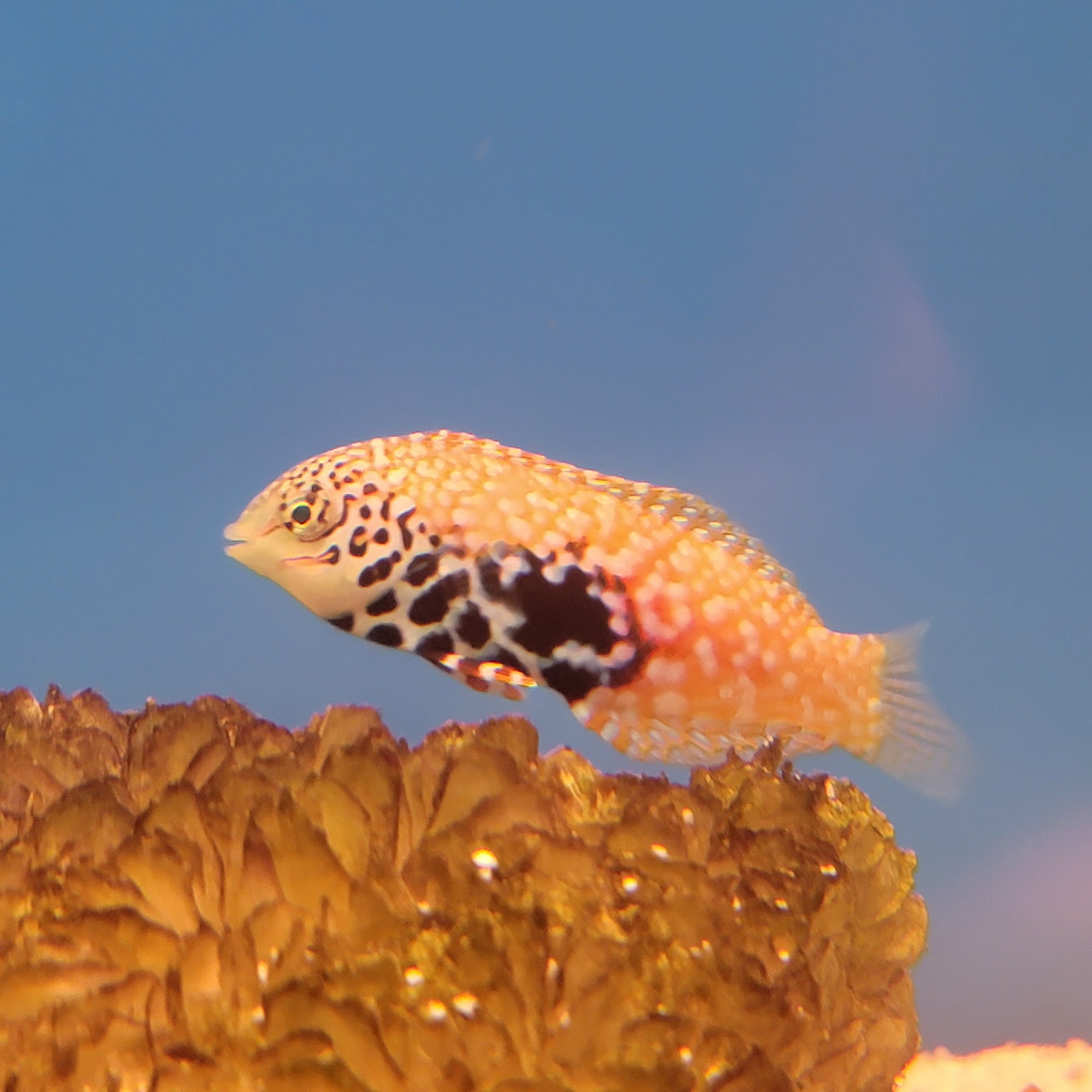 Aquarium shop North Palm Beach