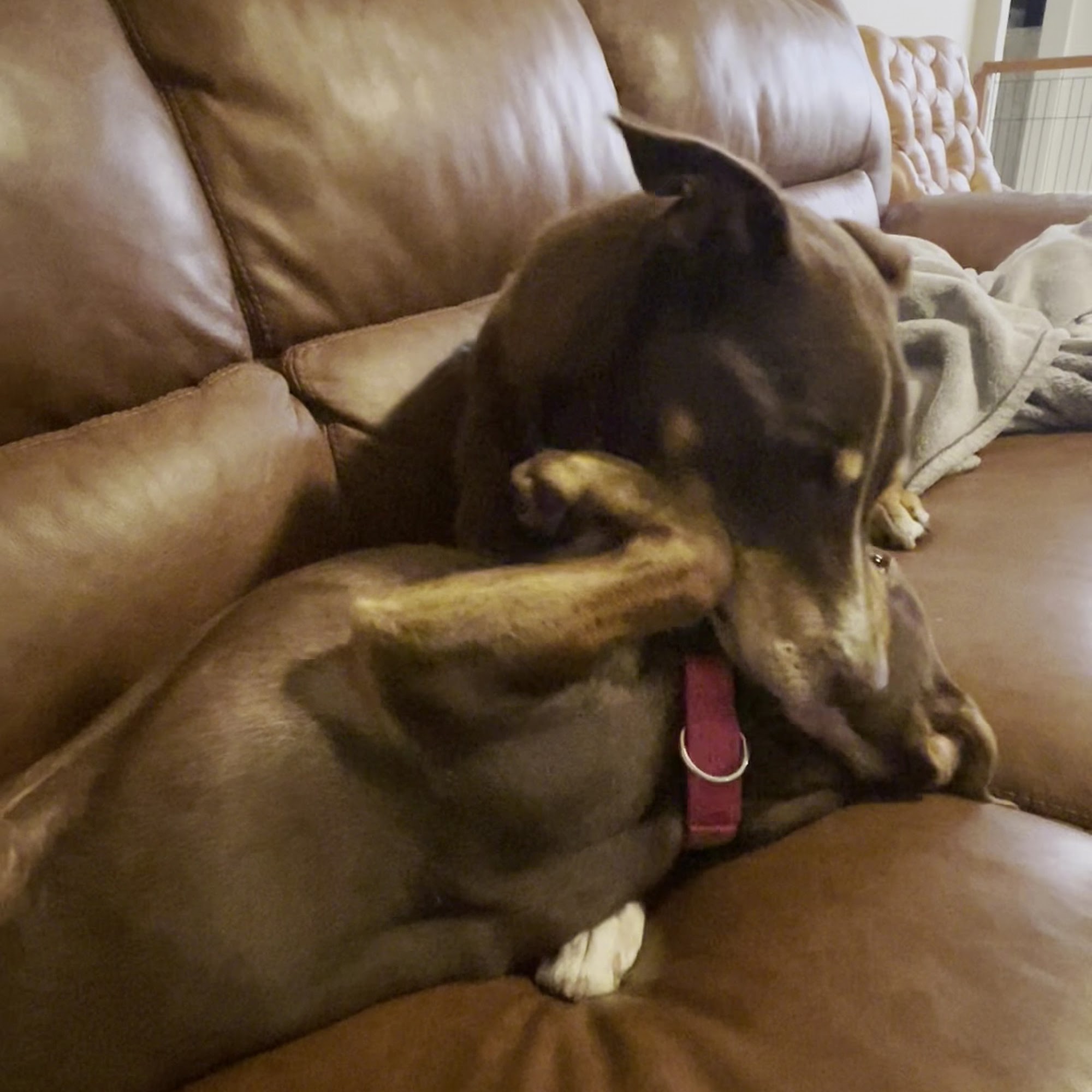 Pet Diagnostics/Animeds Pharmacy North Palm Beach