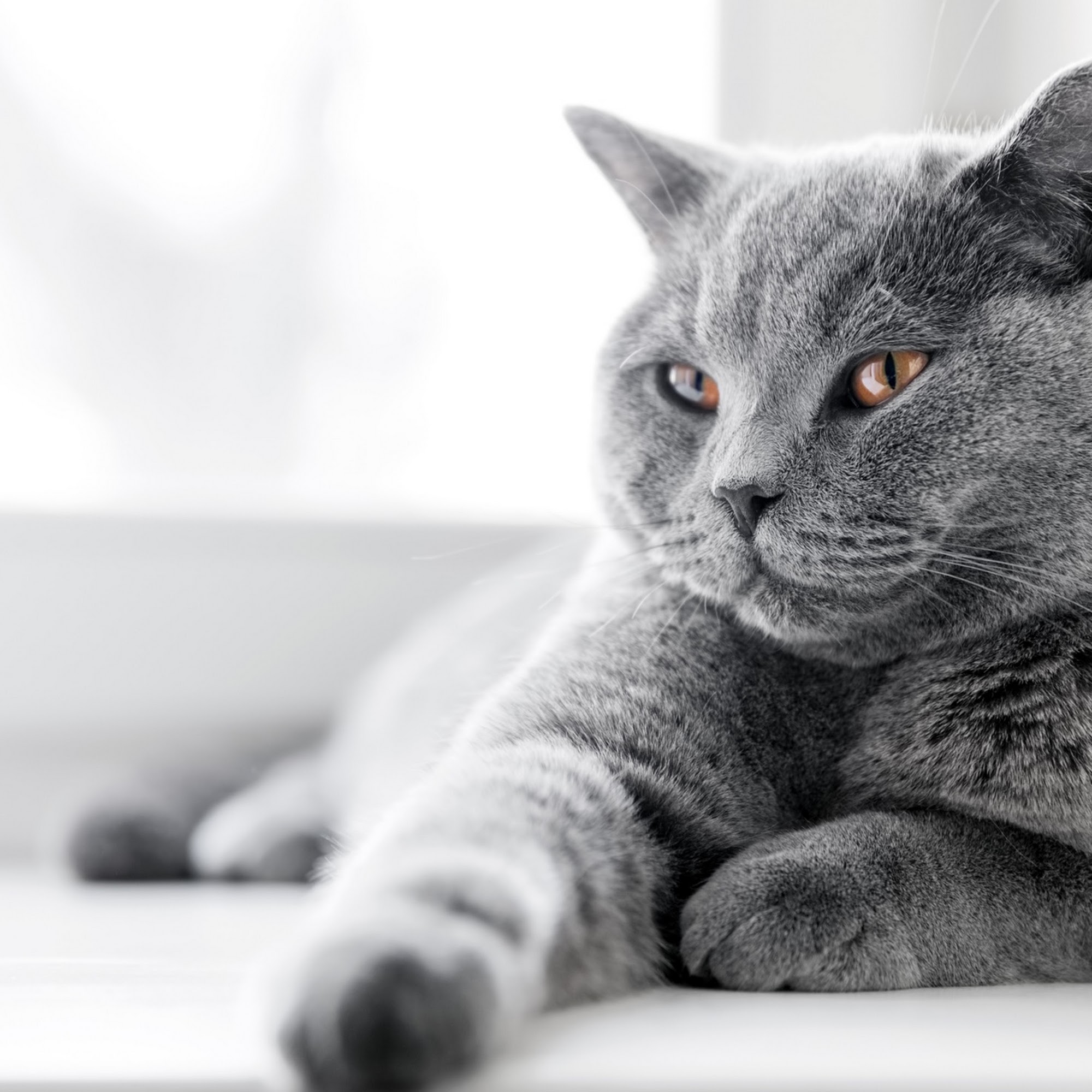 North Port Animal Hospital North Port