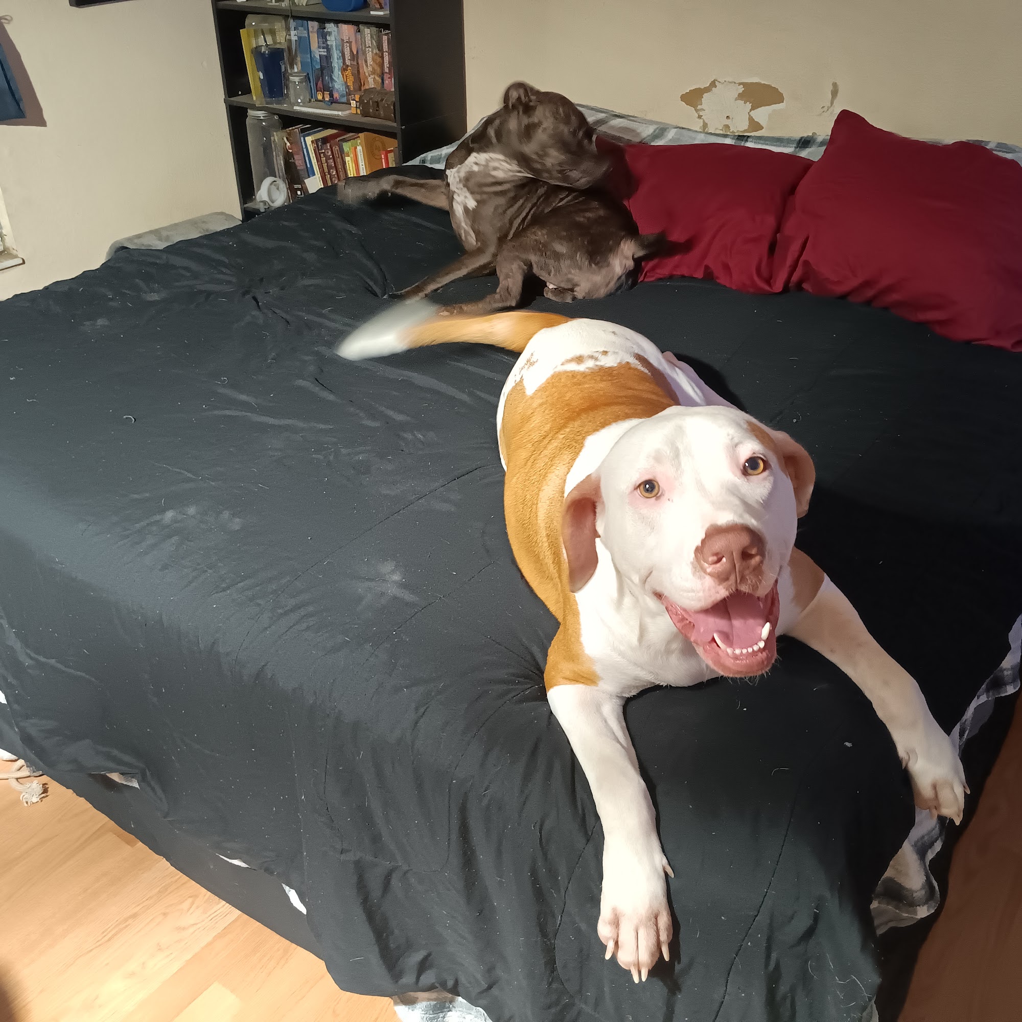 Animal Medical Clinic of North Port North Port