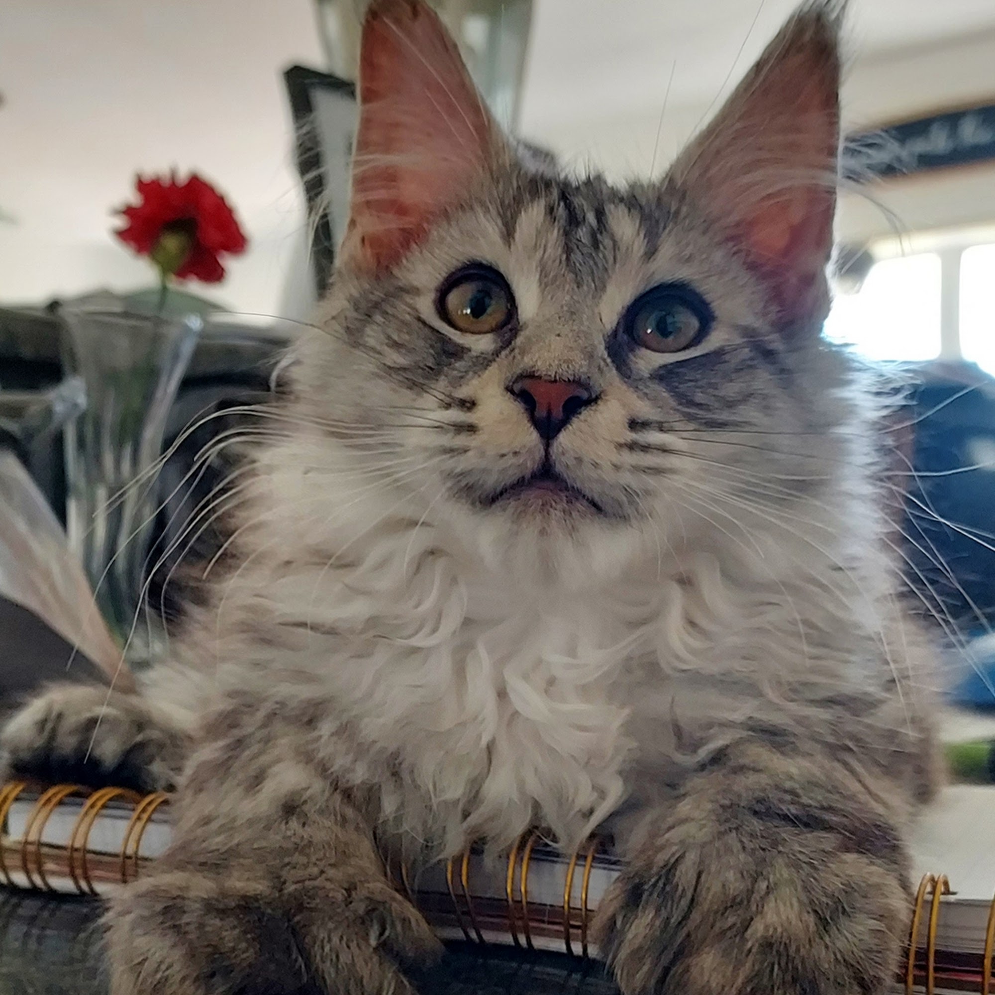 Heron Creek Animal Hospital North Port