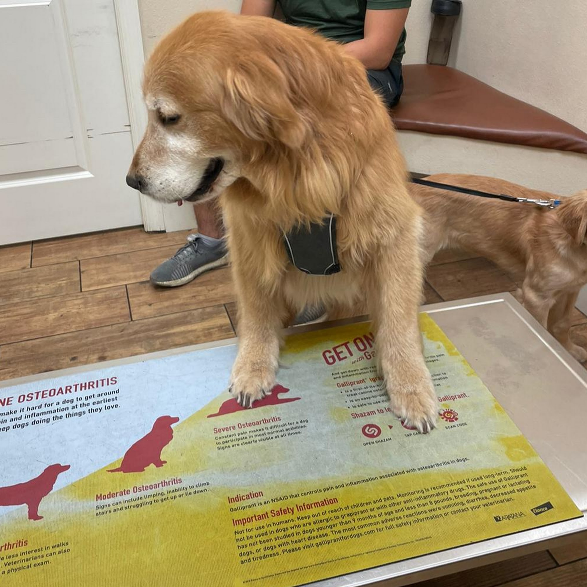 Toledo Blade Animal Clinic North Port