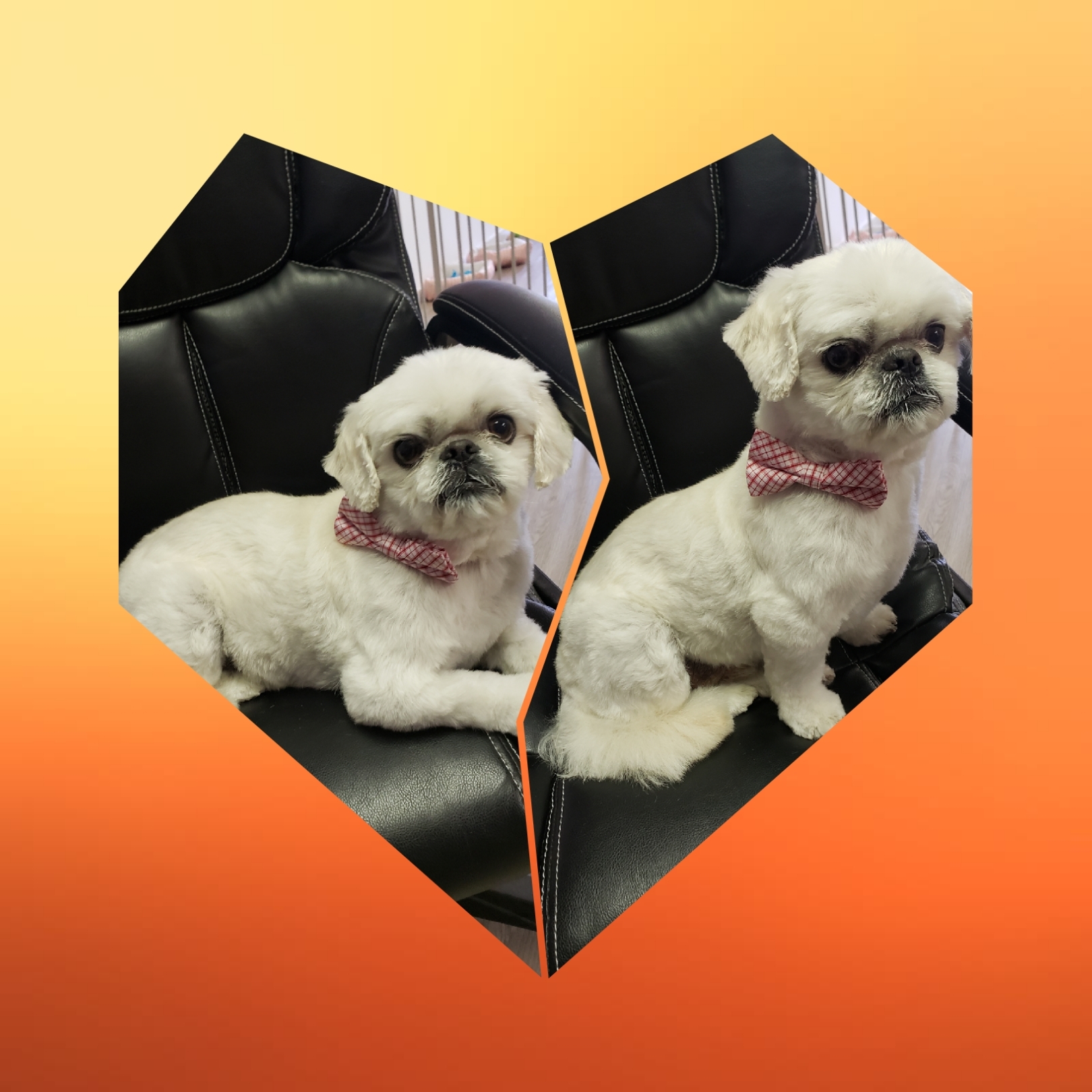 Wizard Of Pawz Dog & Cat Grooming North Port