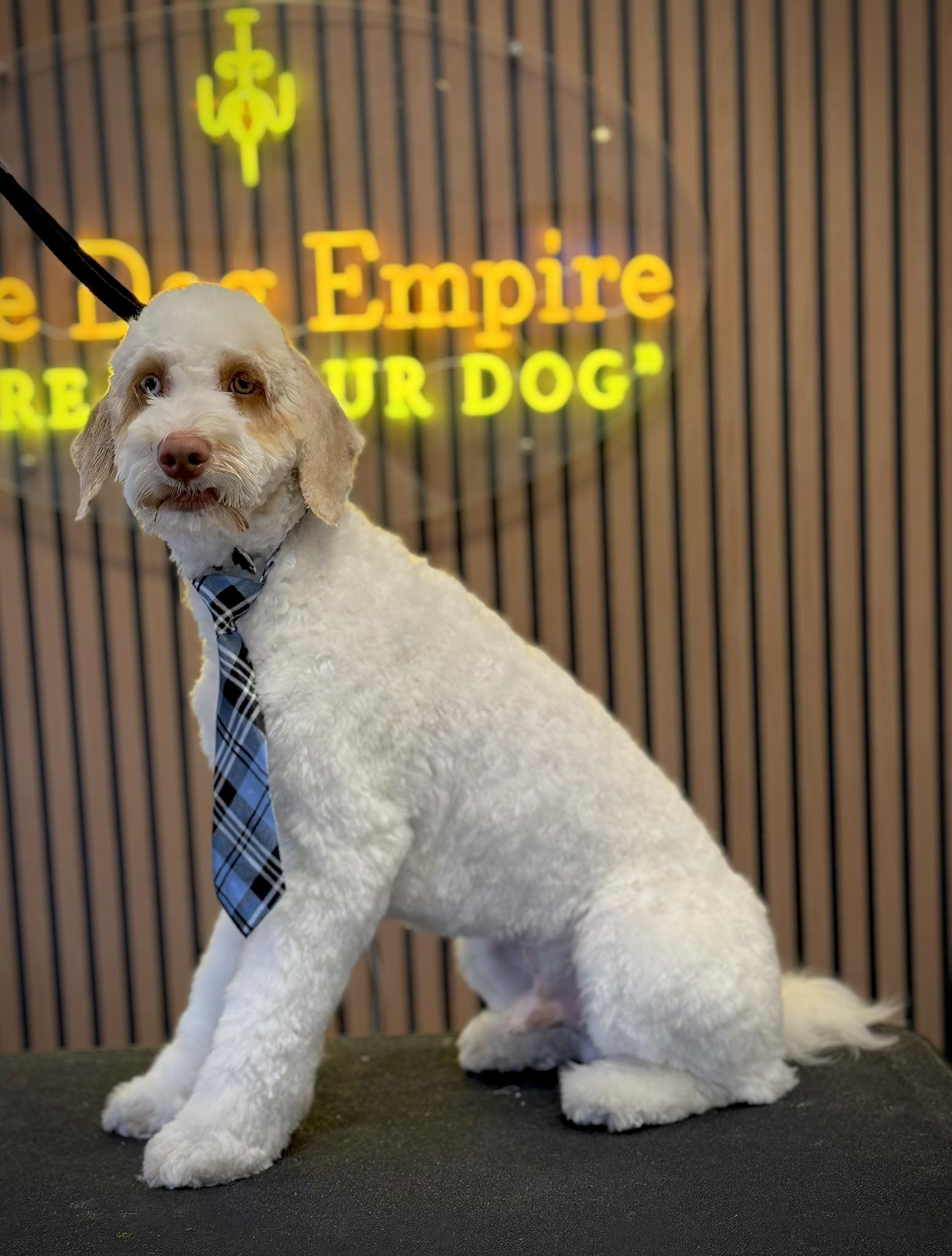 The Dog Empire North Port