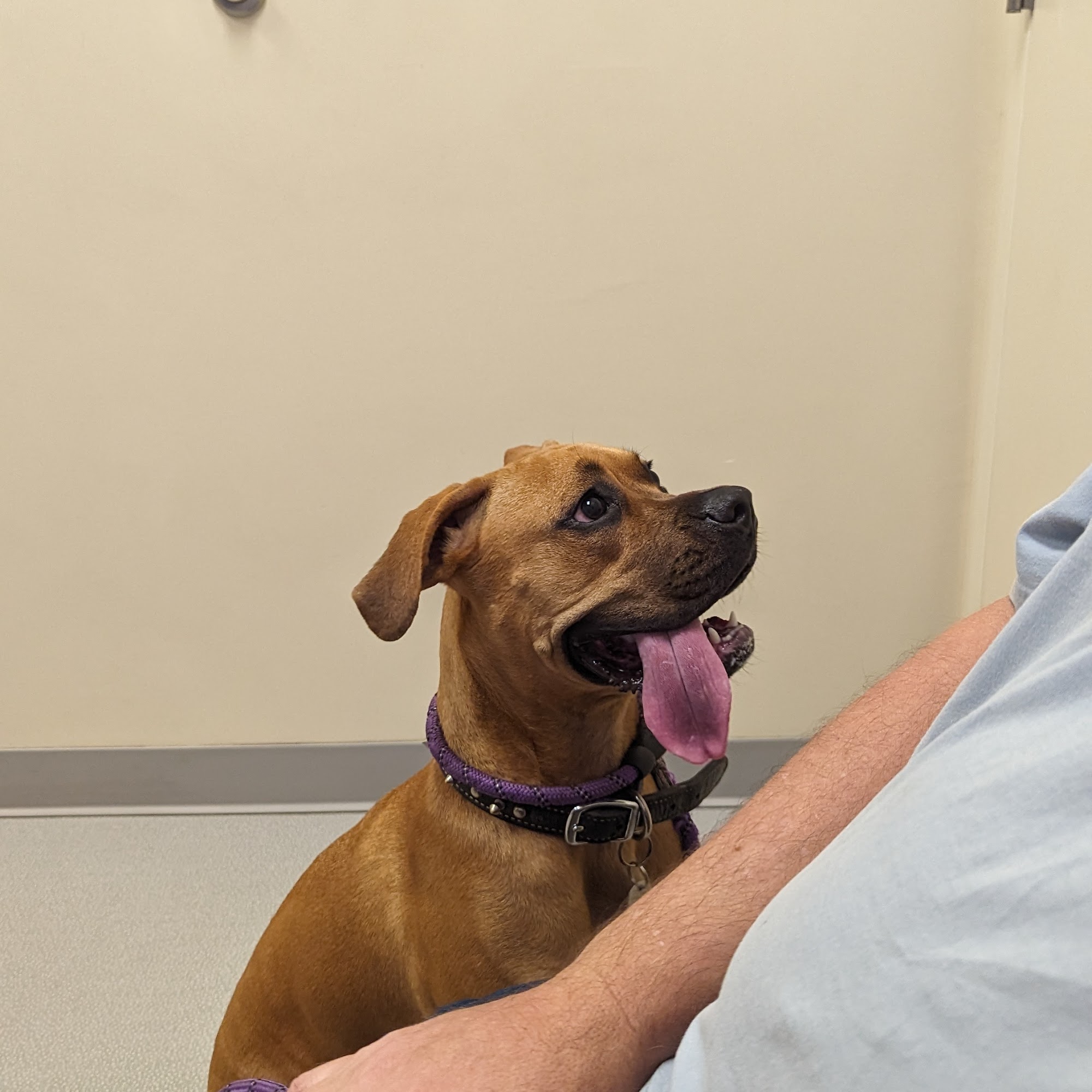 Heroes Veterinary Hospital Oakland Park