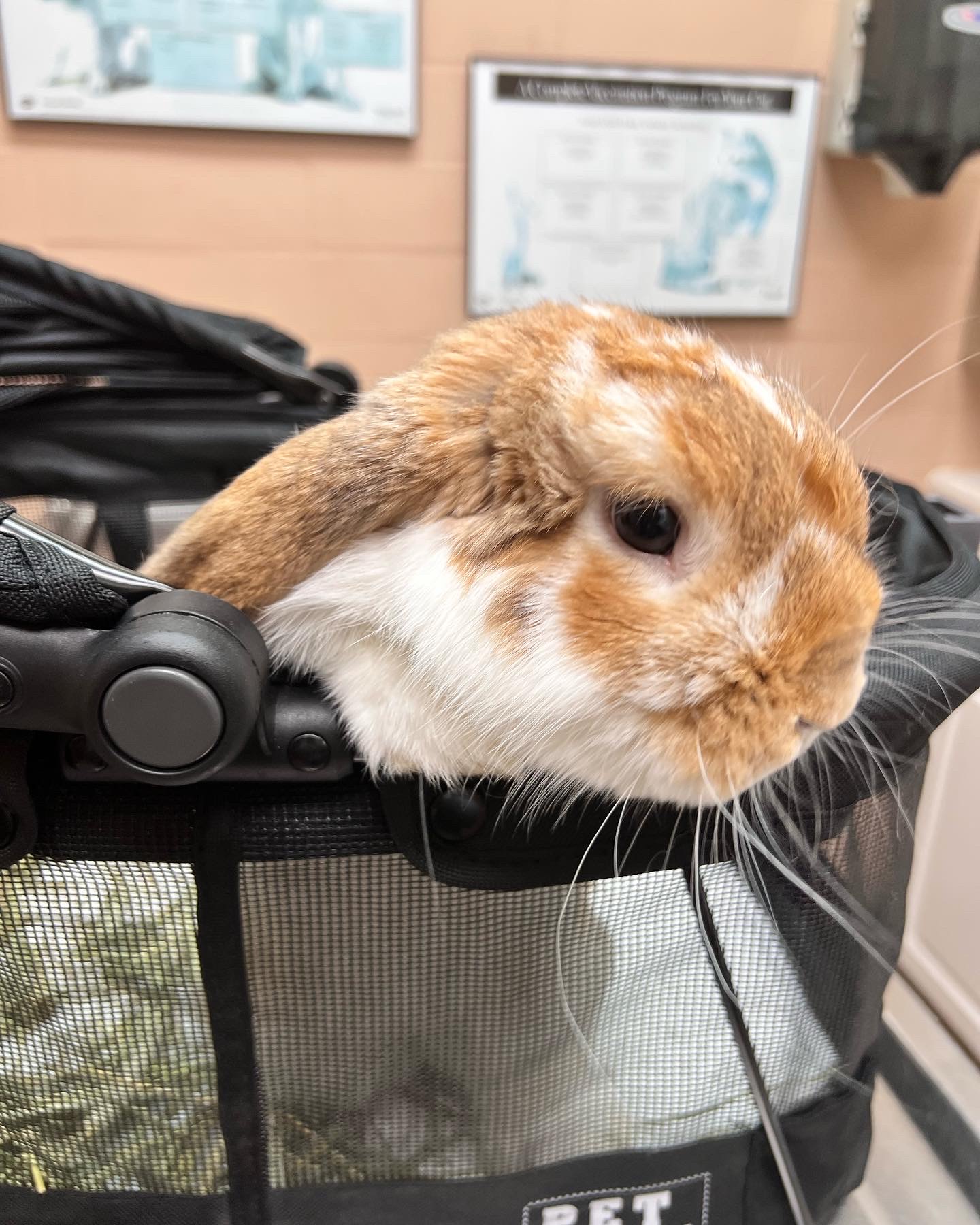 Oakland Park Animal Hospital Oakland Park